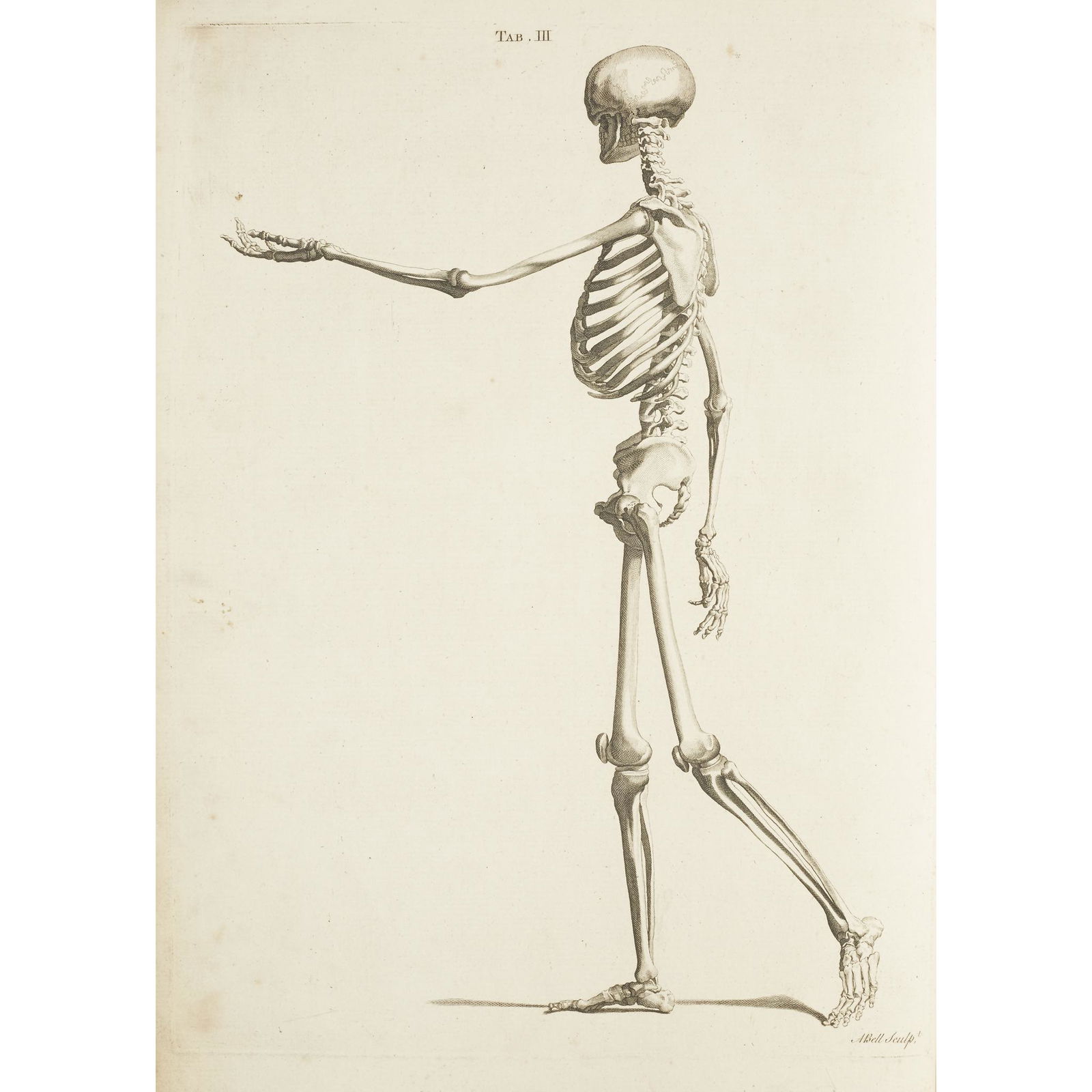 [Science, Medicine & Mathematics] Albinus, Bernard (1 of 2)