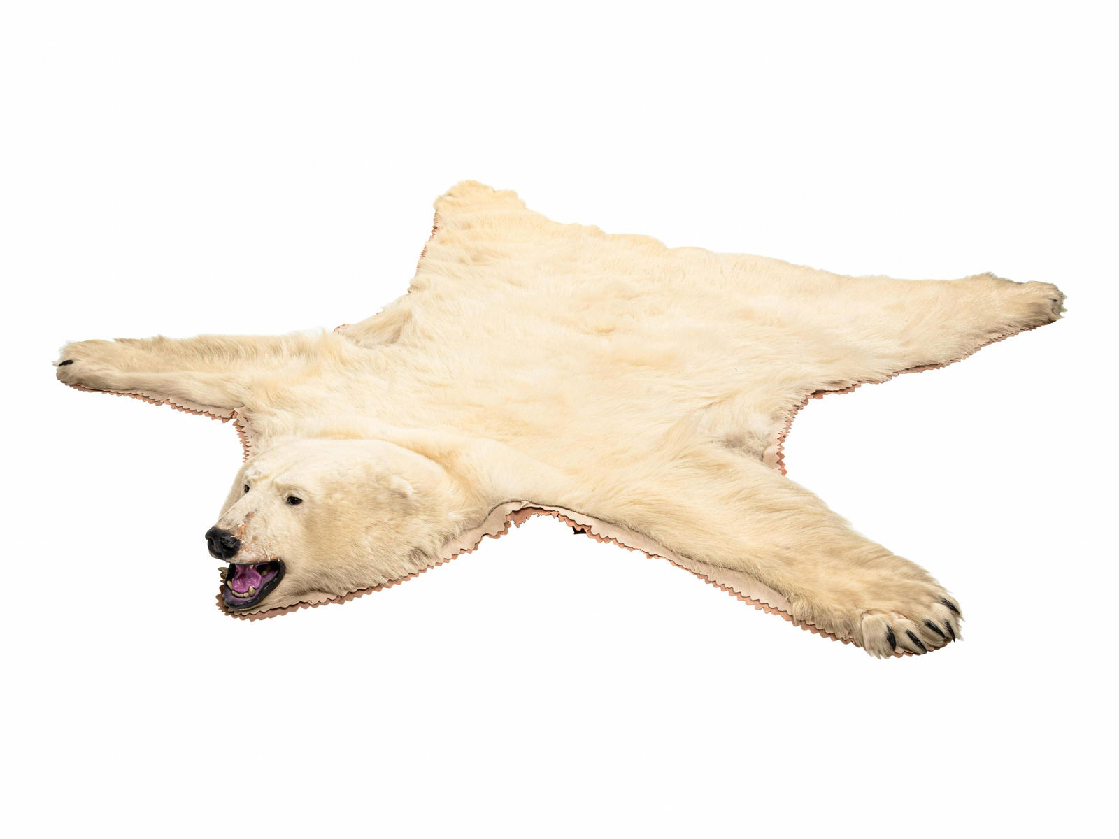 A Taxidermy Polar Bear Rug (1 of 2)