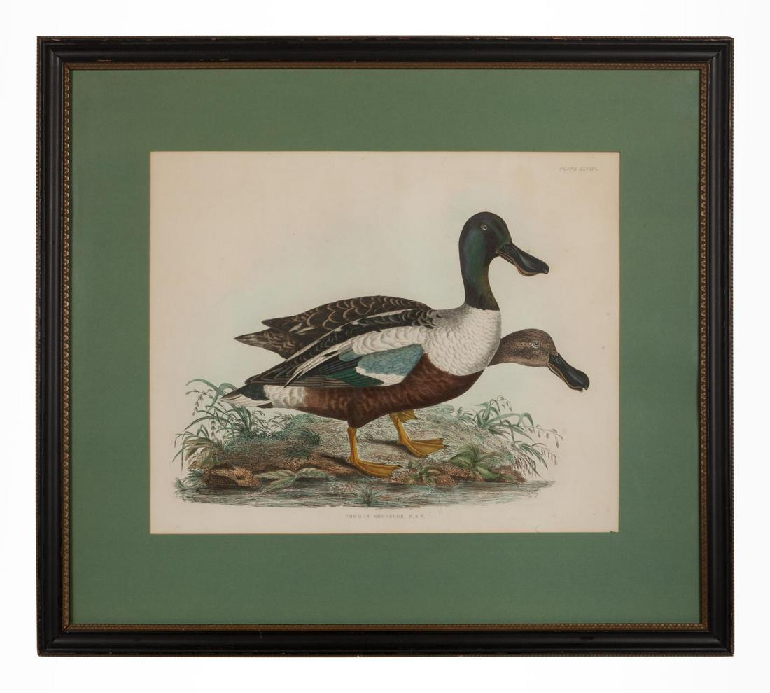 John Prideaux Selby (British, 1788-1867) Common: John Prideaux Selby (British, 1788-1867) Common Shoveler lithograph 18 x 22 inches Property from the Estate of Stephen B. Contro, Bassando del Grappa, Italy and Chicago, Illinois