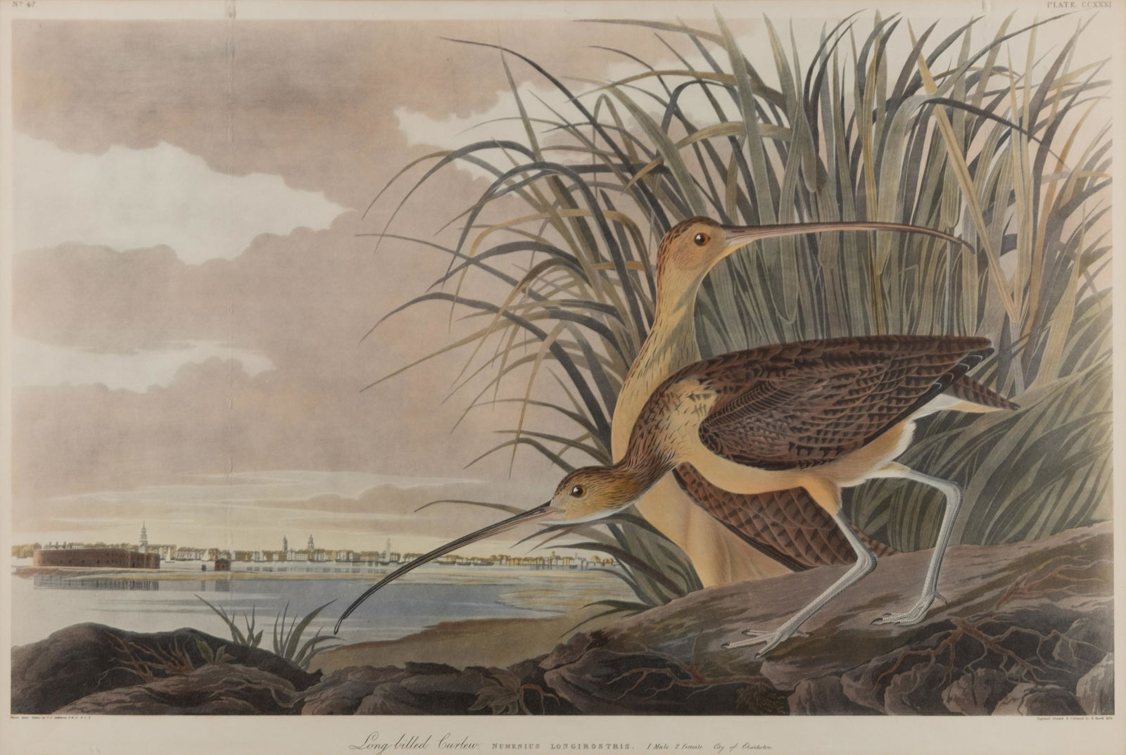 After John James Audubon 24 x 36 inches visible. (1 of 1)