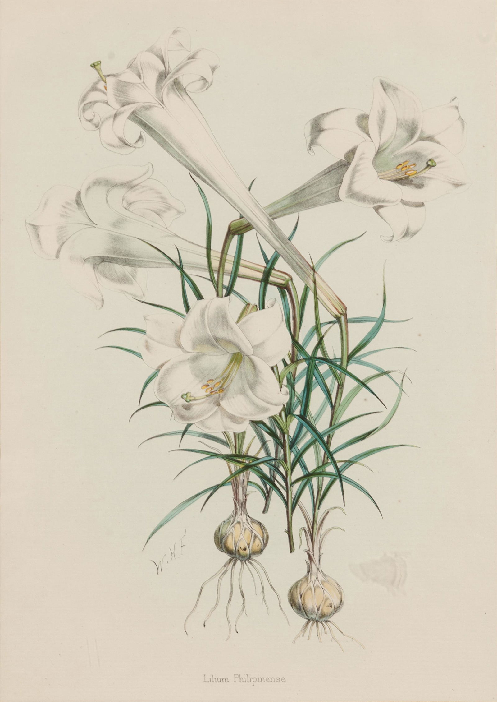 [LILIES]. 4 prints from H. J. Elwes's A Monograph On (1 of 4)