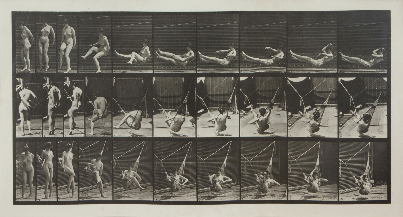 Eadweard Muybridge (American/British, 1830-1904) Animal (1 of 1)