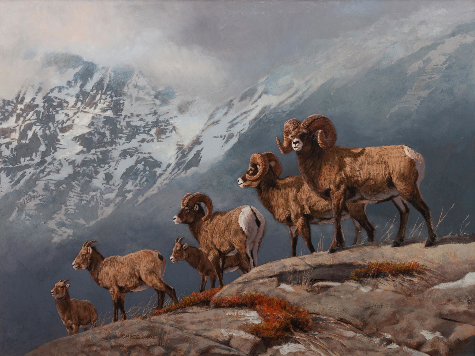 Tom Beecham (American, 1926-2000) Big Horn Sheep: Tom Beecham (American, 1926-2000) Big Horn Sheep, oil on board, signed Tom Beecham (lower left) 21 x 28 inches Property from the Collection of Don Crouch, Macomb, Illinois