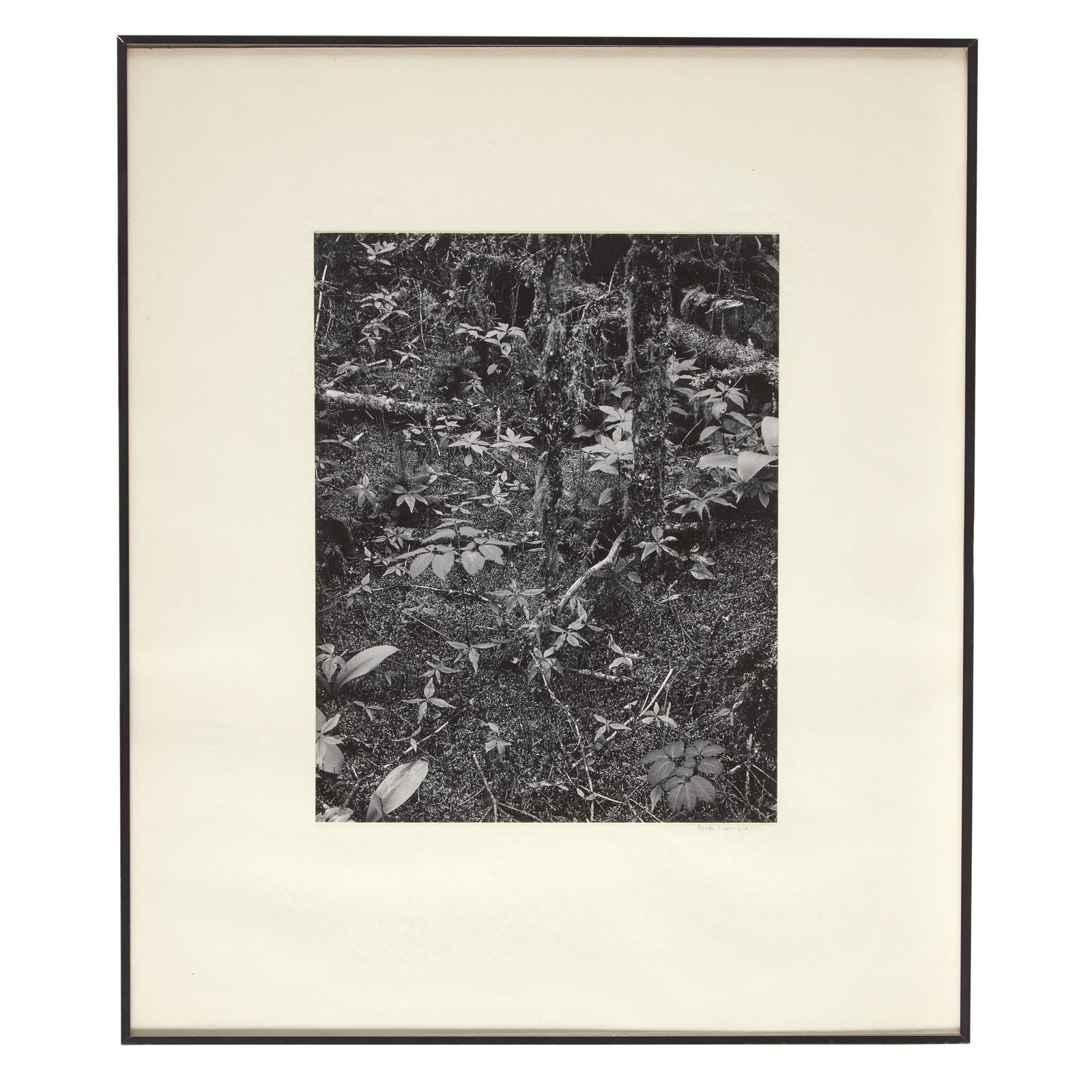 [Photography] Caponigro, Paul (American, b. 1932), (1 of 1)