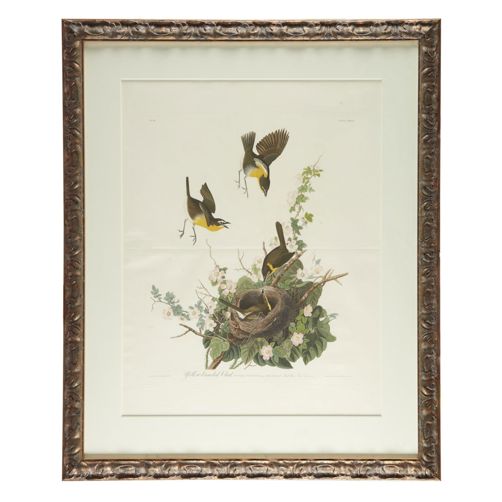 [Prints] Audubon, John James, Yellow-Breasted Chat (1 of 1)