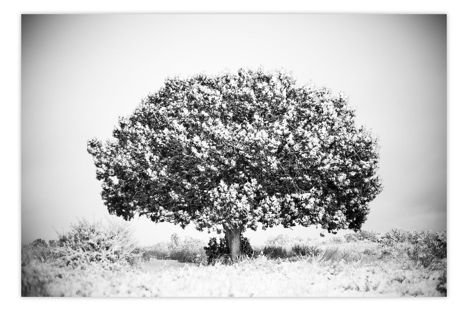 Brian Cattelle, (American) Utah Tree Study 01 (1 of 1)