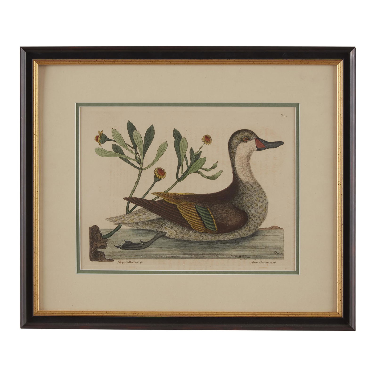 [Prints] Catesby, Mark, Ana Bahamensis (The Ilathera (1 of 1)