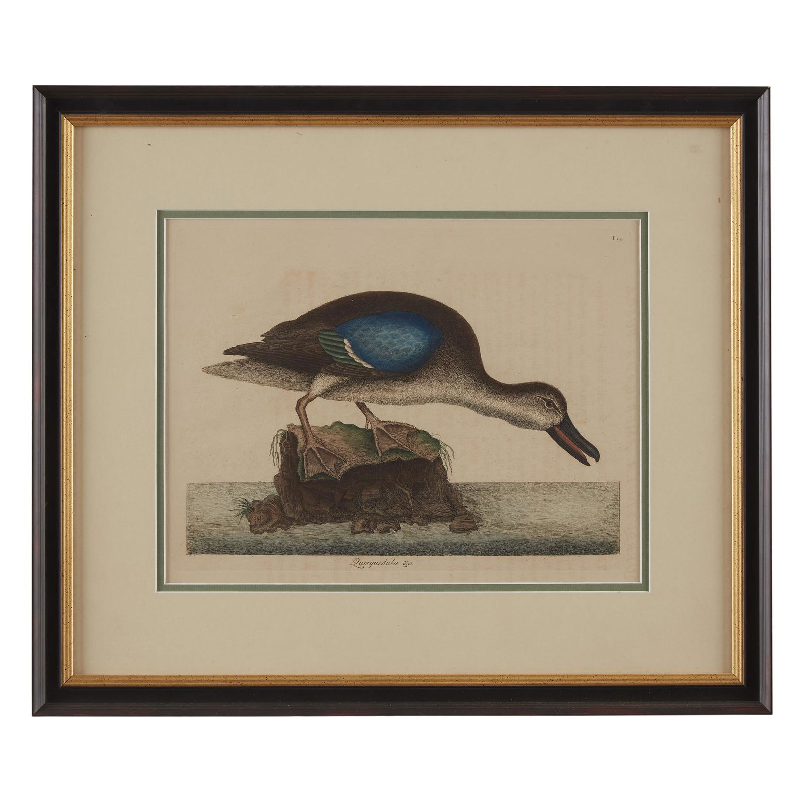 [Prints] Catesby, Mark, Querqueula &c. (The Blue Winged (1 of 1)