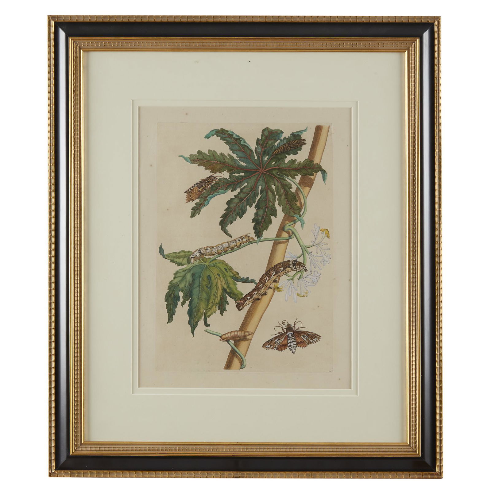 [Prints] Merian, Maria Sibilla, Papaya (1 of 1)