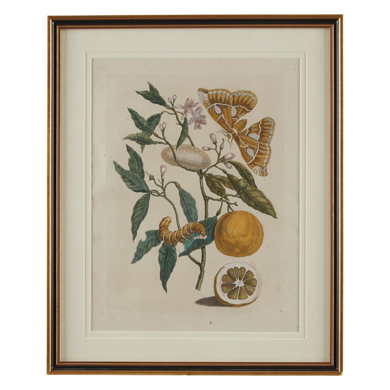 [Prints] Merian, Maria Sibilla, Lemon & Butterfly (1 of 1)