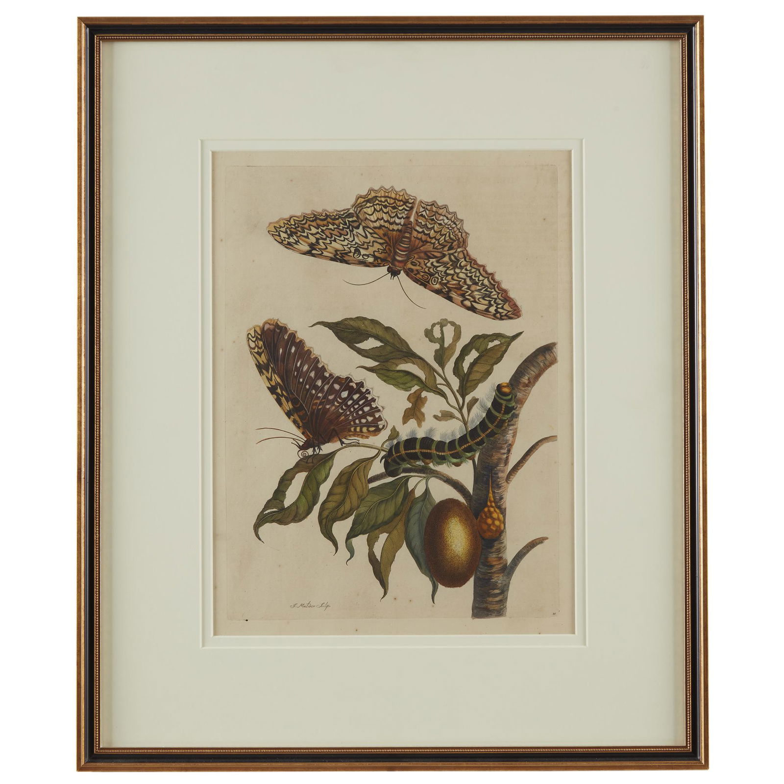 [Prints] Merian, Maria Sibylla, Great Owlet Moth (1 of 1)