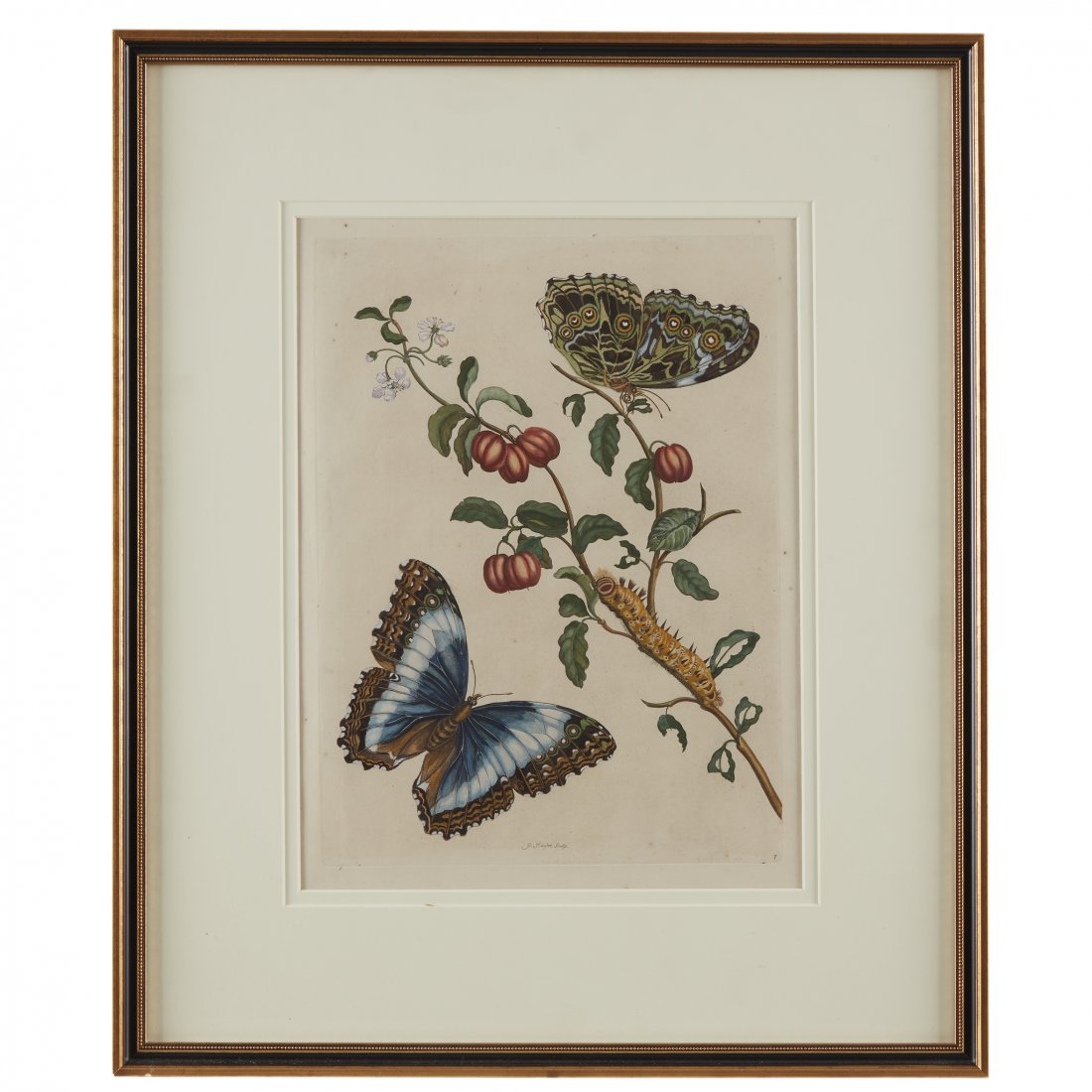 [Prints] Merian, Maria Sibylla, Morpho Achilles & (1 of 1)