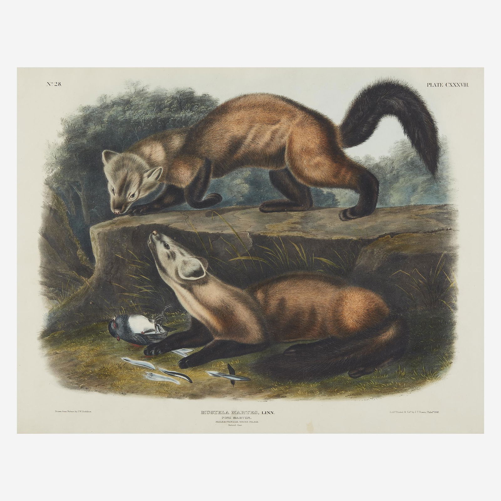 John James Audubon (1785-1851) Group of three (1 of 3)