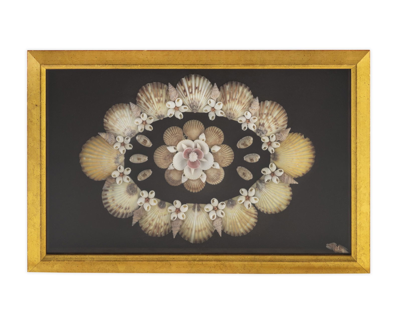 A Shadow Box Framed Shell Art 14 x 20 1/2 inches. (1 of 1)