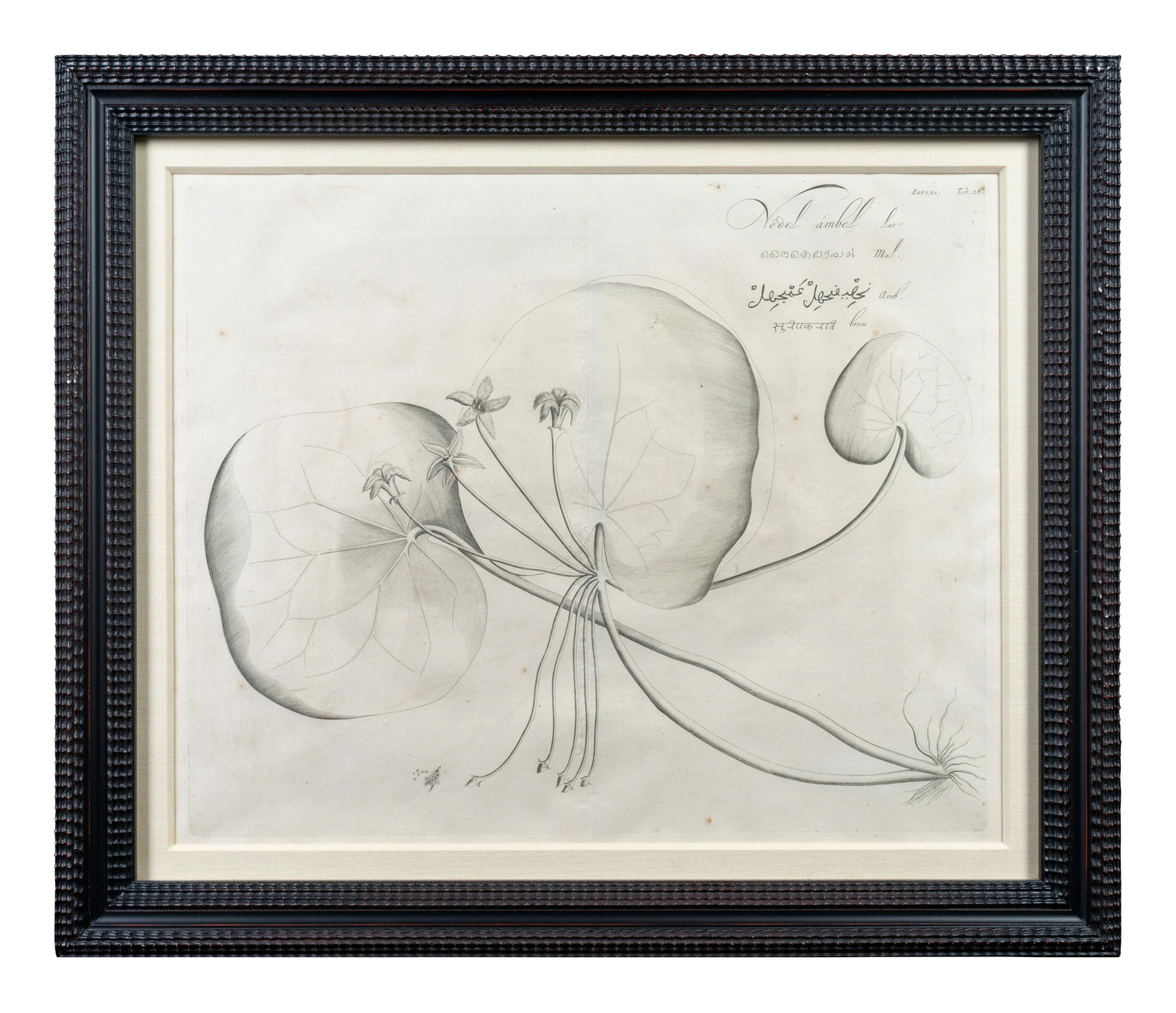 A Set of Six Framed Botanical Engravings Plat (1 of 6)