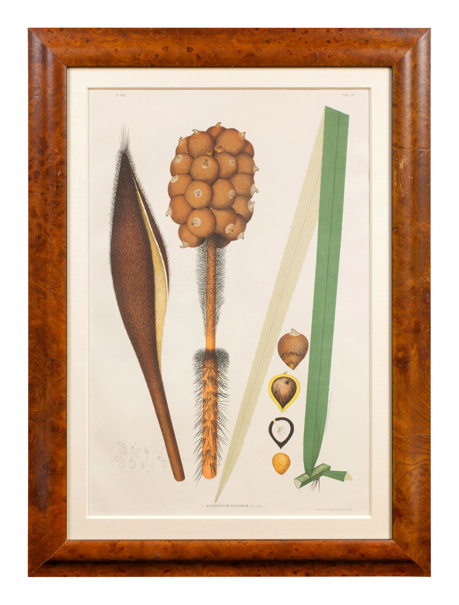 A Set of Eight Framed Botanical Chromolithographs Sight (1 of 7)