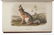 AUDUBON, John James (1785-1851). The Birds of America, - 13
