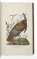 AUDUBON, John James (1785-1851). The Birds of America,