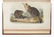 AUDUBON, John James (1785-1851). The Birds of America, - 9