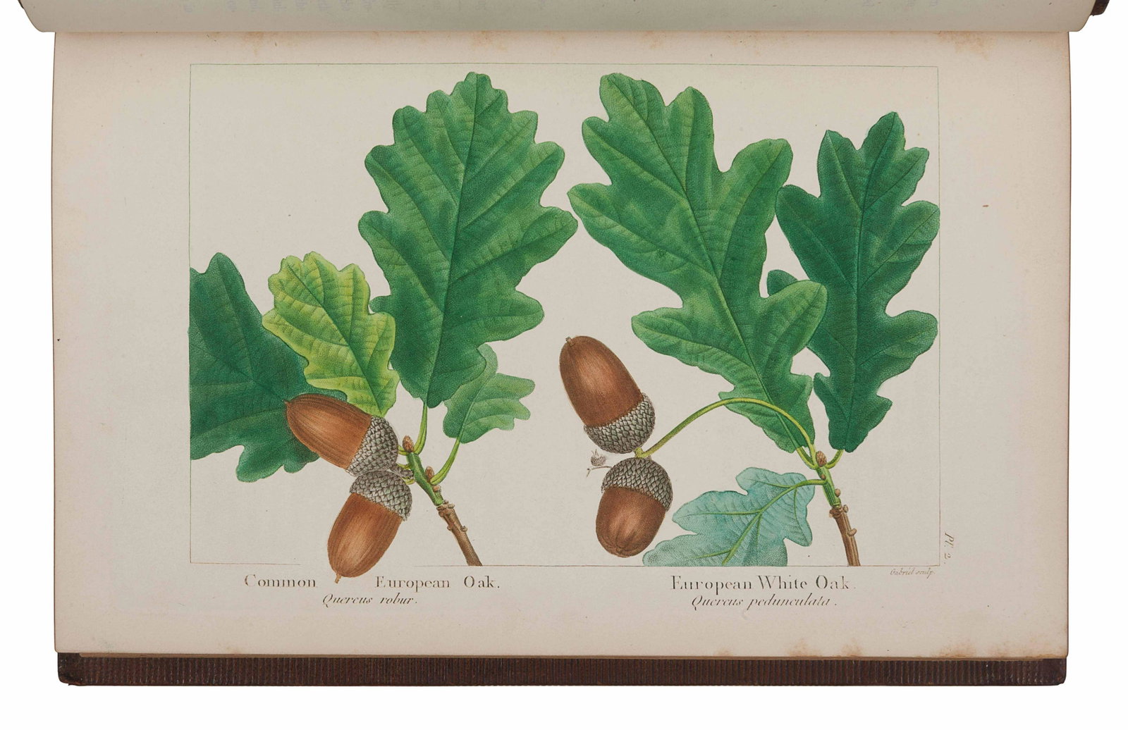 MICHAUX, FranÃ§ois-Andre (1770-1855). --: MICHAUX, FranÃ§ois-Andre (1770-1855). -- NUTTALL, Thomas (1786-1859). The North American Sylva; or, A Description of the Forest Trees of the United States, Canada, and Nova Scotia. Philadelp