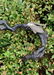 Two Silver Articulated Models of Insects - 8