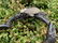 Two Silver Articulated Models of Insects - 9