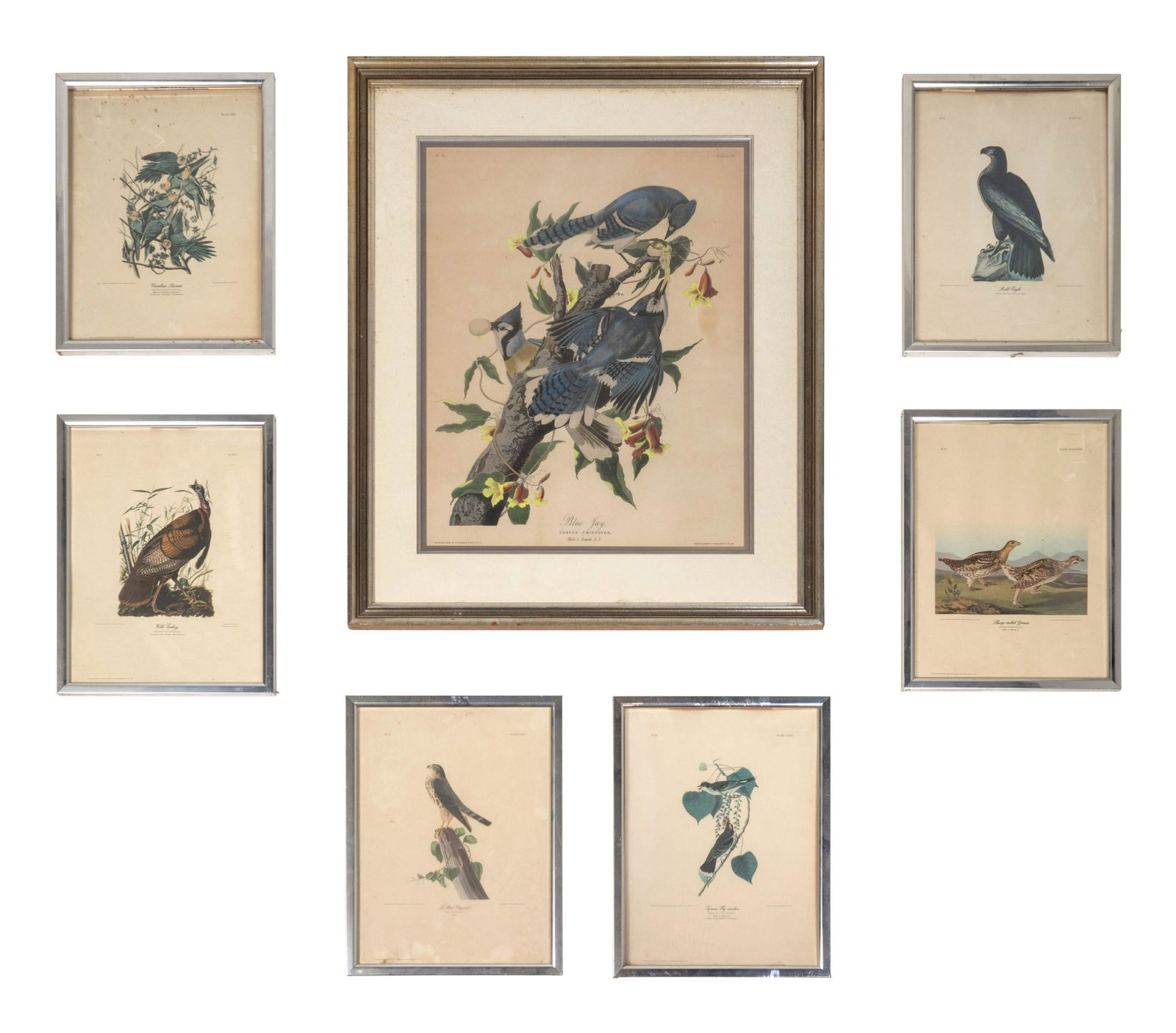 Seven Framed Bird Engravings Largest print 24 x 19 (1 of 8)