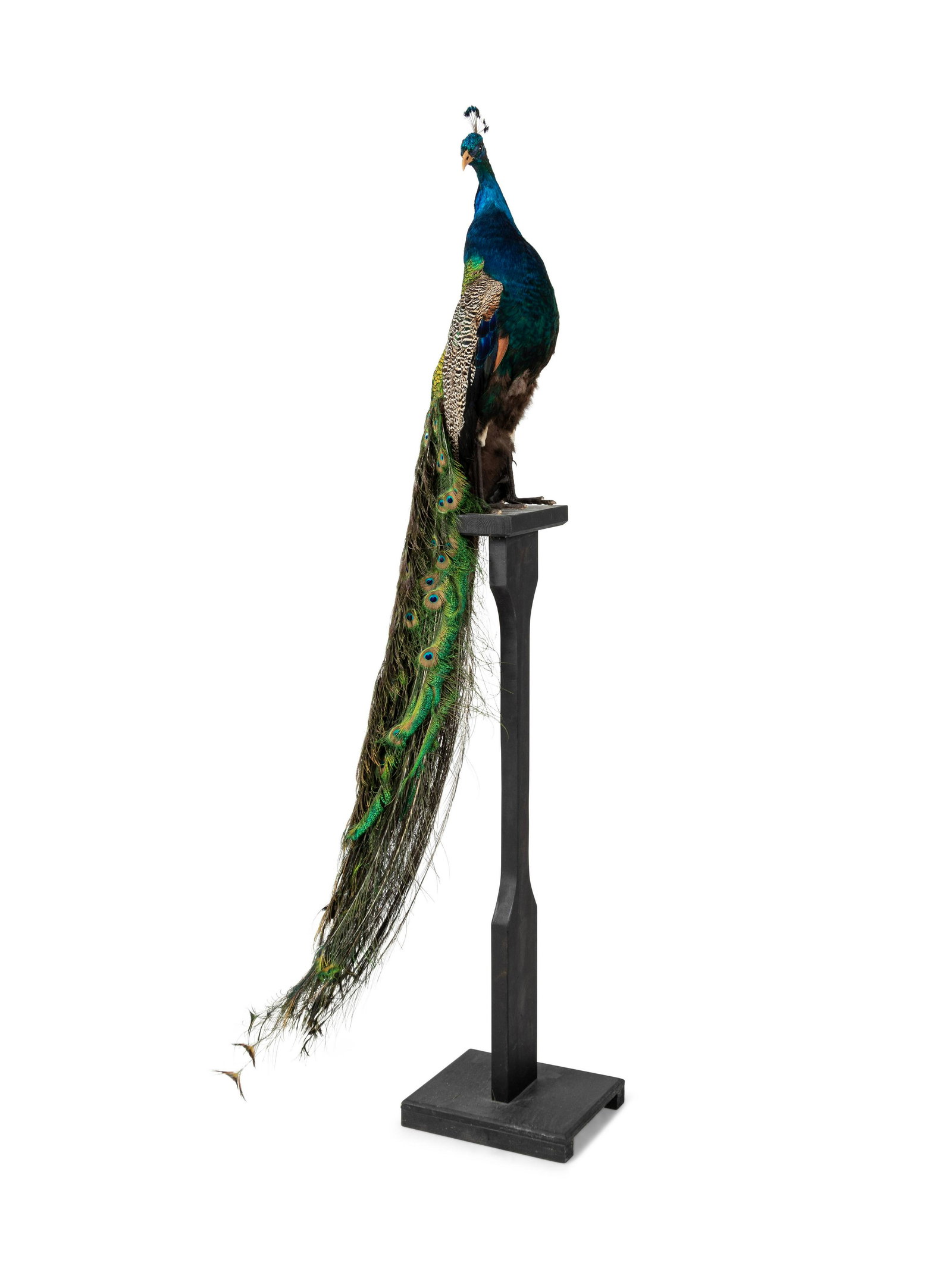 A Taxidermy Peacock (1 of 3)