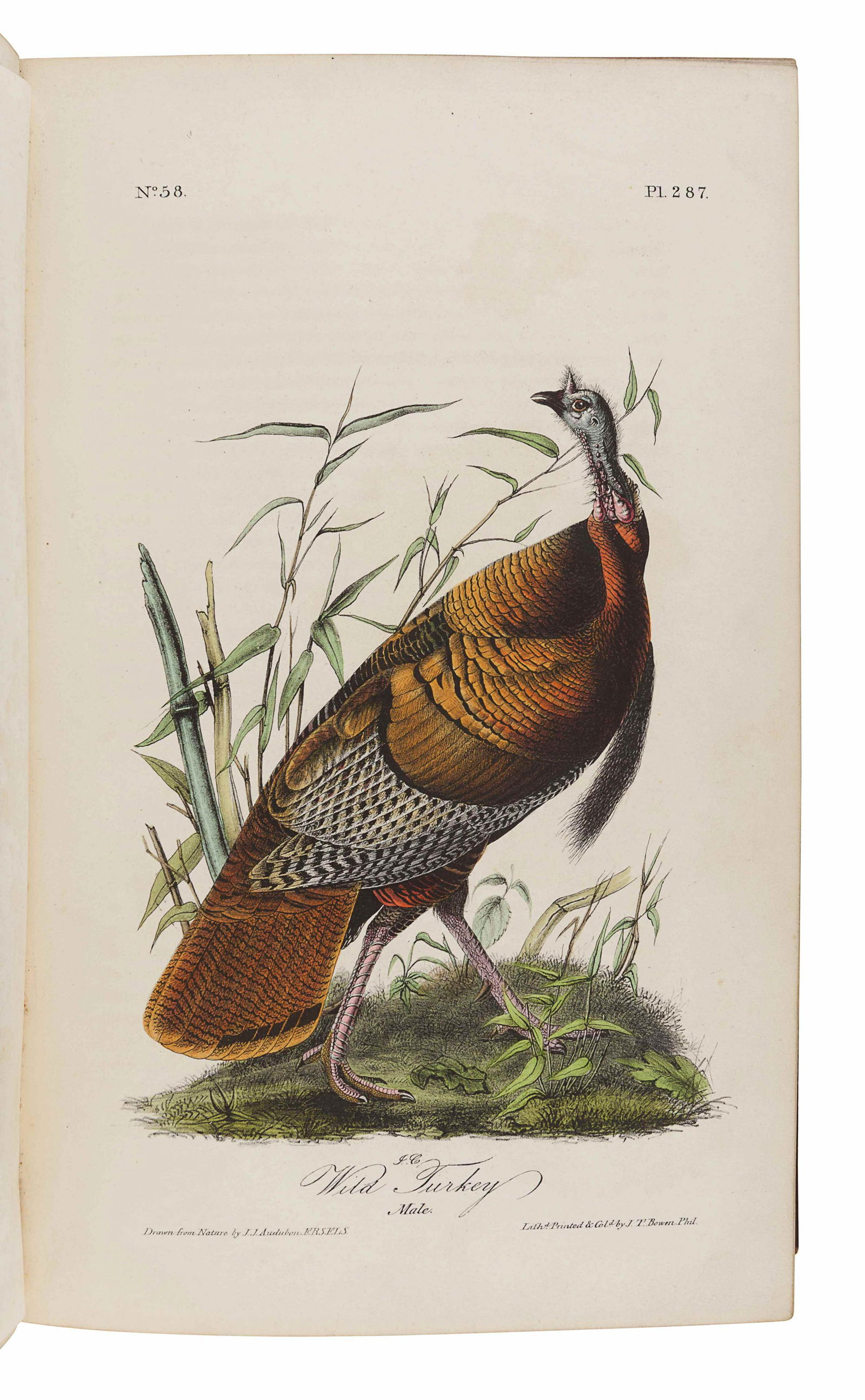 AUDUBON, John James (1785-1851). The Birds of America, (1 of 7)
