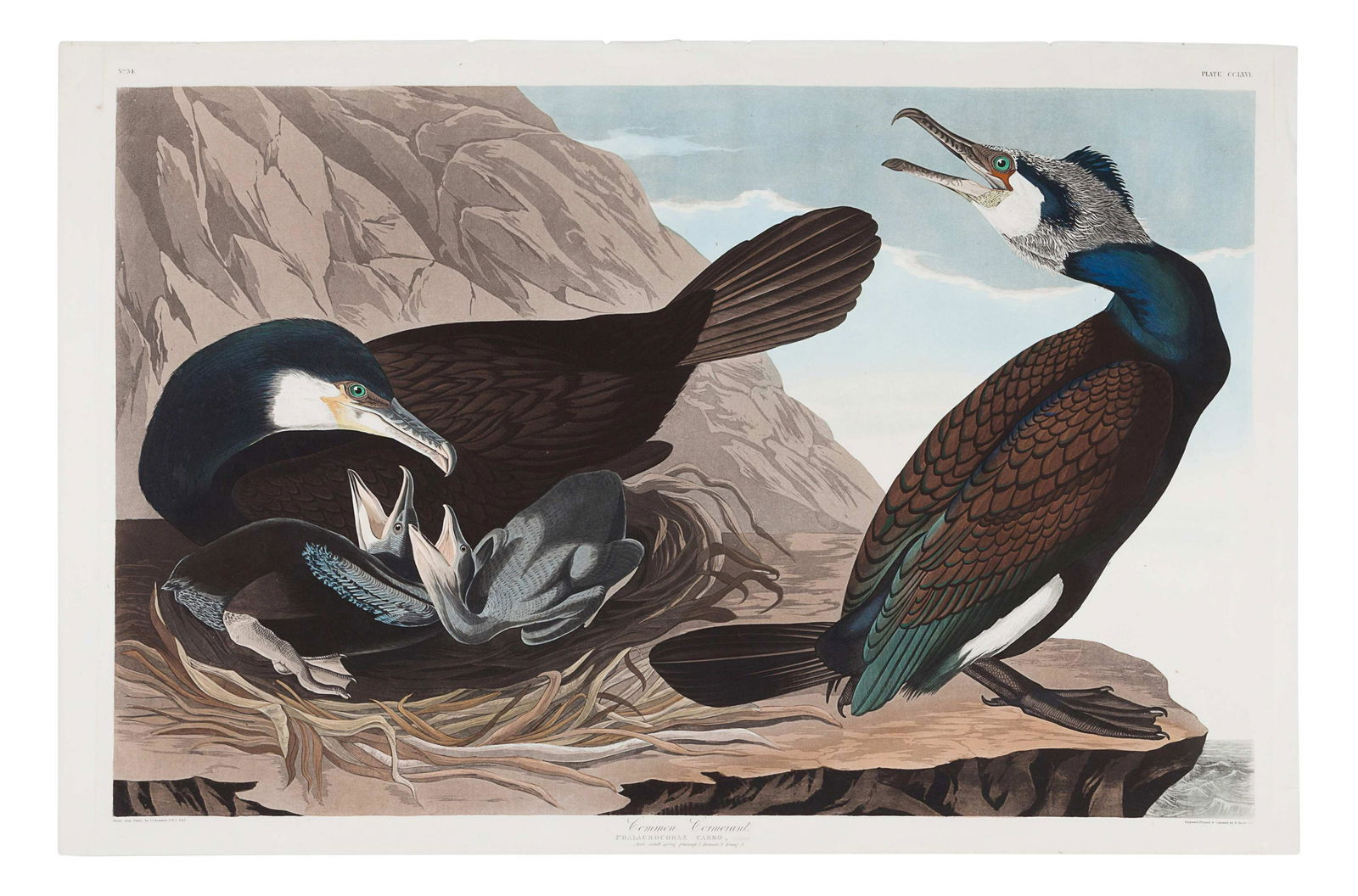 AUDUBON, John James (1785-1851). (1 of 1)