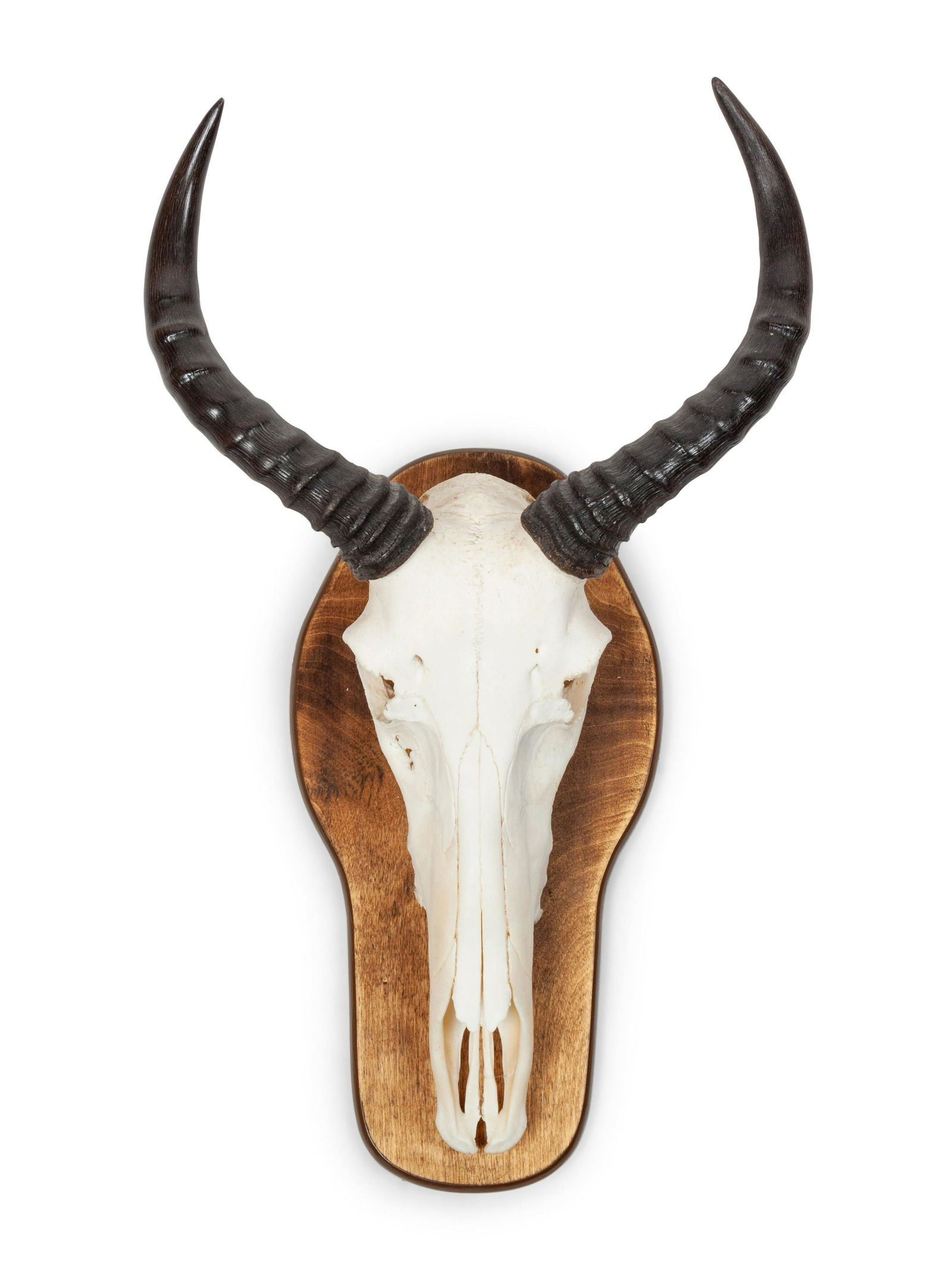 Waterback Skull and Antler Mount horn to horn width 11 (1 of 2)