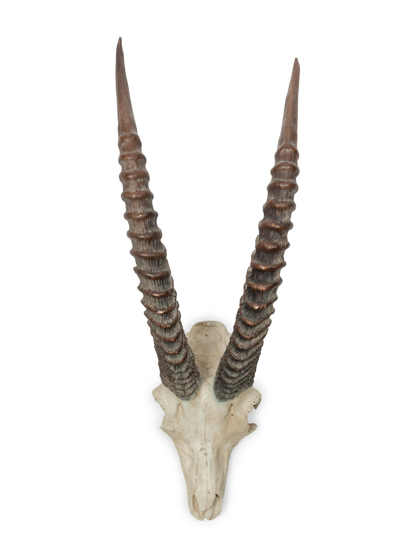 Cast Sable Antelope Skull and Antler width 10 x height: Cast Resin Sable Antelope Skull and Antler width 10 x height 28 x depth 10 inches