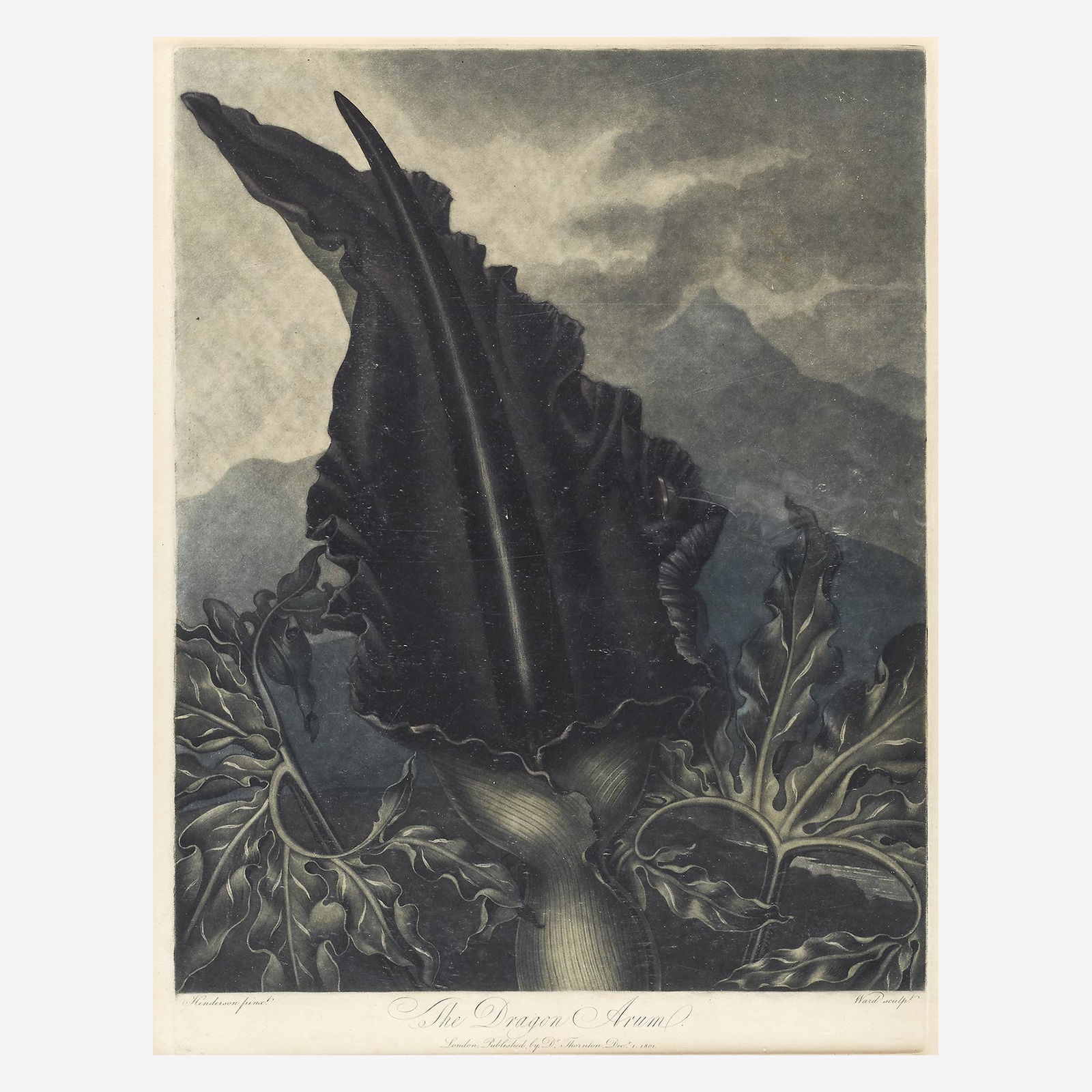 [Prints] Thornton, Robert John, The Dragon Arum (1 of 1)