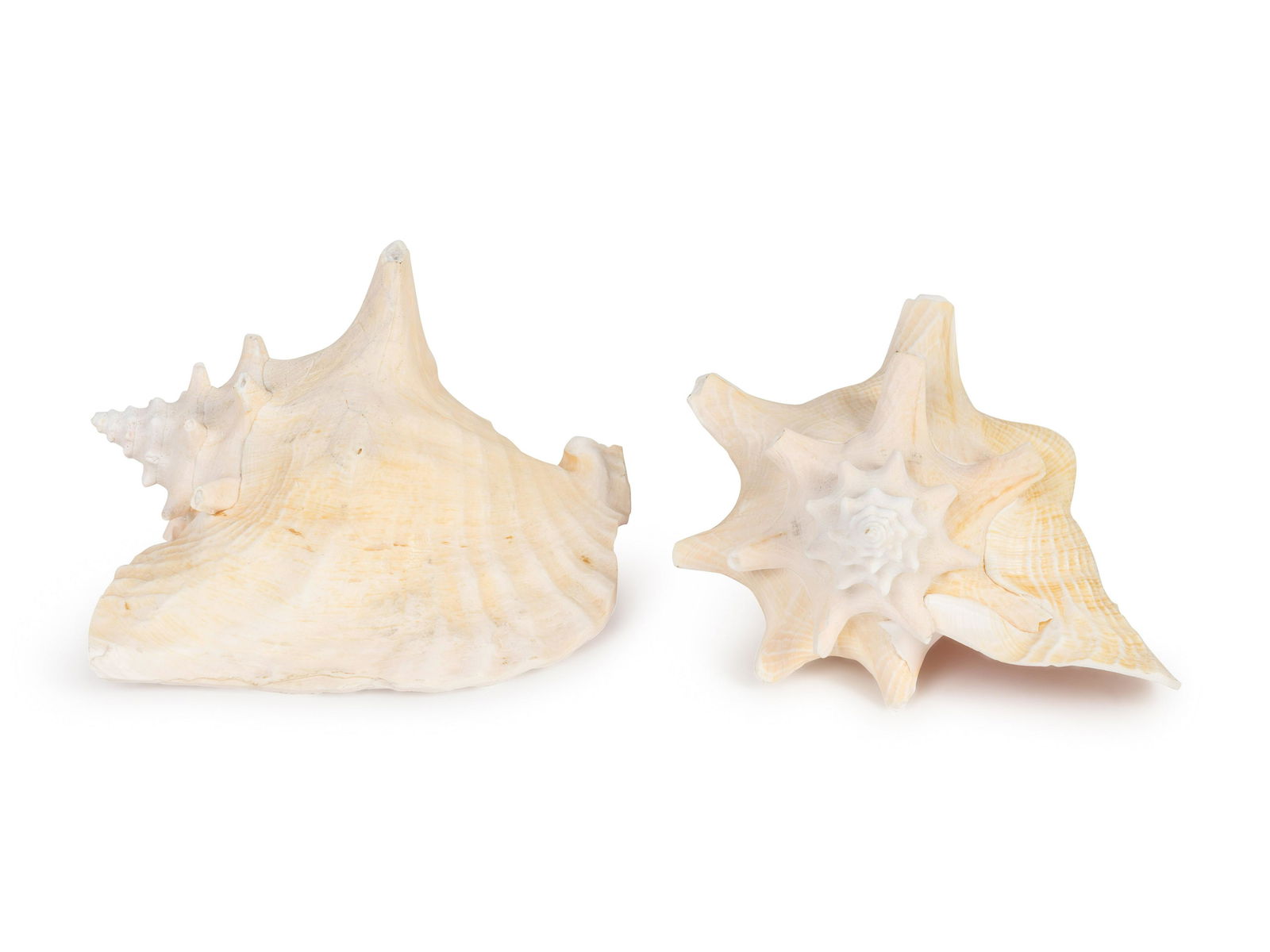 Two Conch Shells (1 of 1)