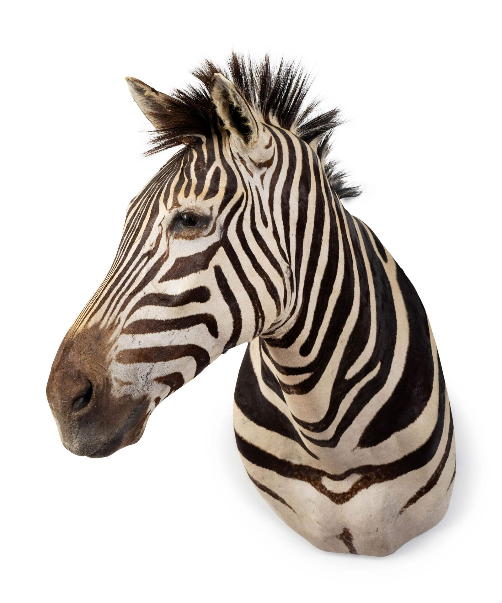 A Shoulder Mount Taxidermy Zebra Height 40 inches. (1 of 3)