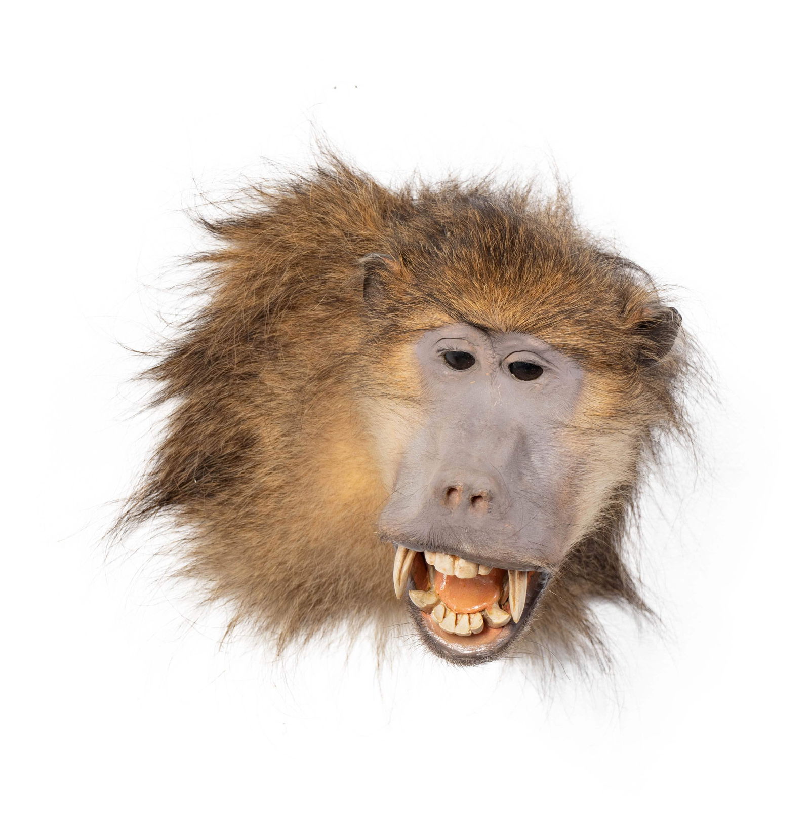 A Shoulder Mount Taxidermy Chacma Baboon  Height 9 (1 of 1)