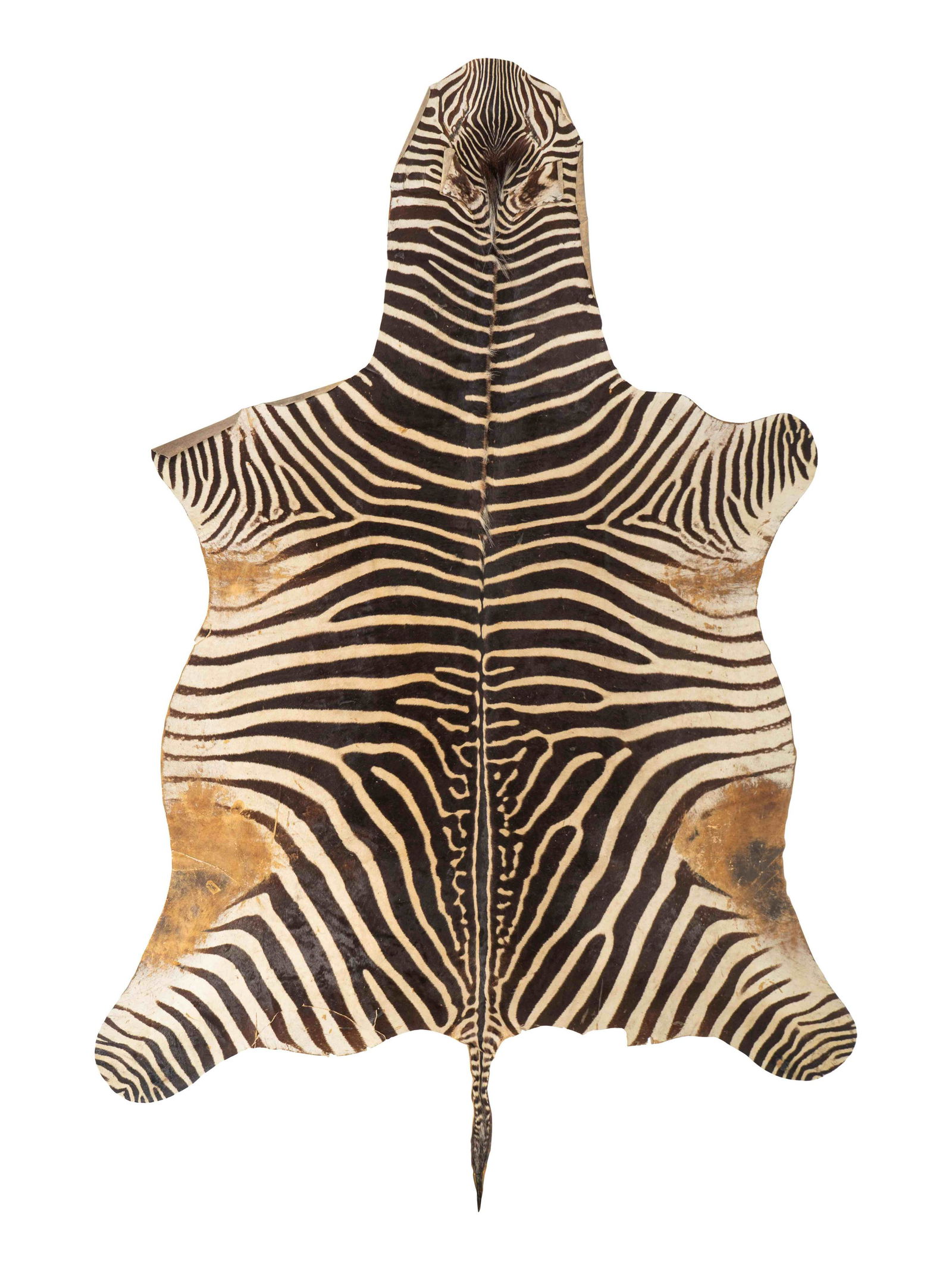 A Zebra Skin Rug Length 107 inches. (1 of 1)