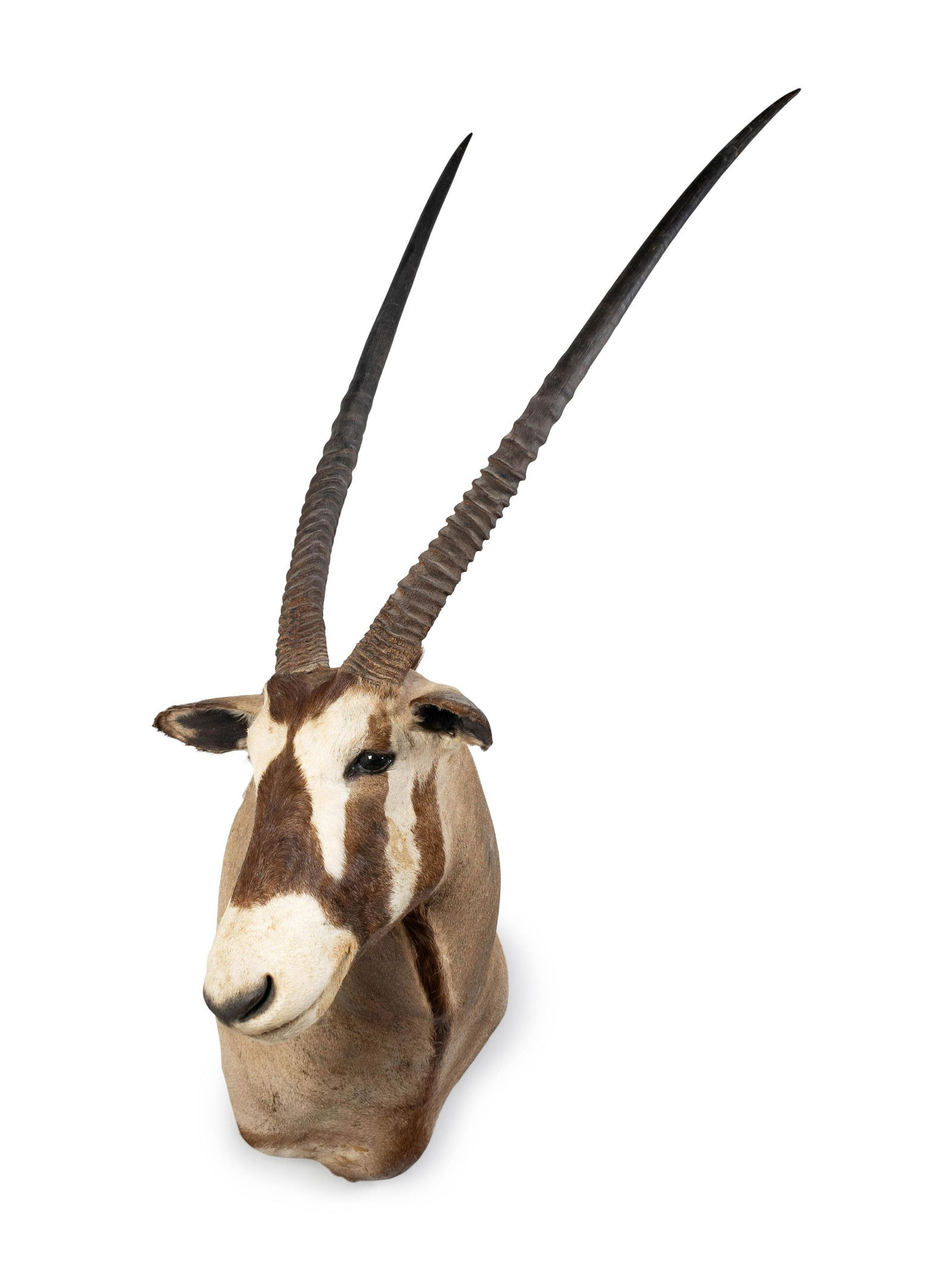 A Shoulder Mount Taxidermy Oryx (1 of 4)