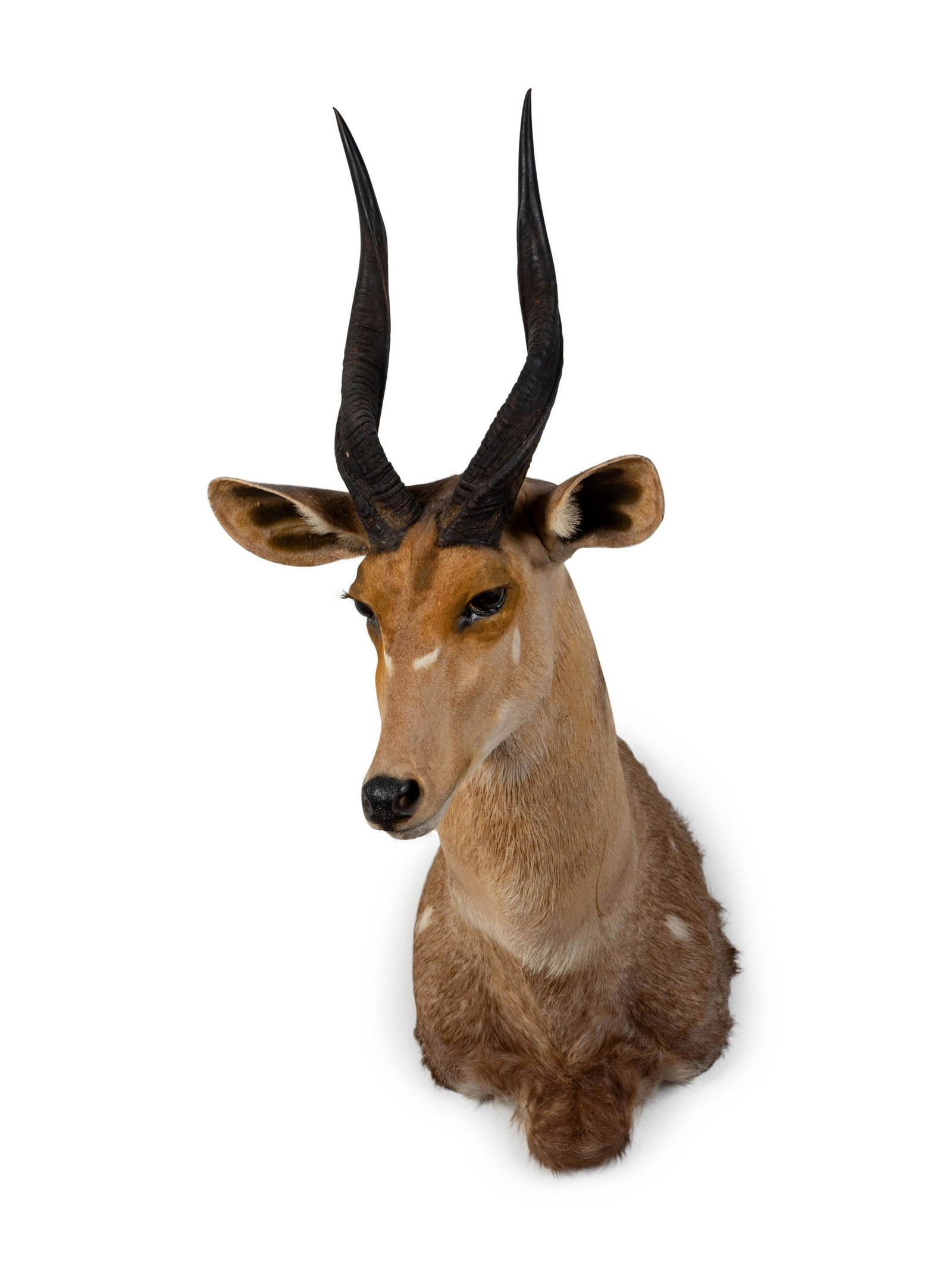 A Shoulder Mount Taxidermy Bushbuck Height 34 inches.: A Shoulder Mount Taxidermy Bushbuck Height 34 inches.
