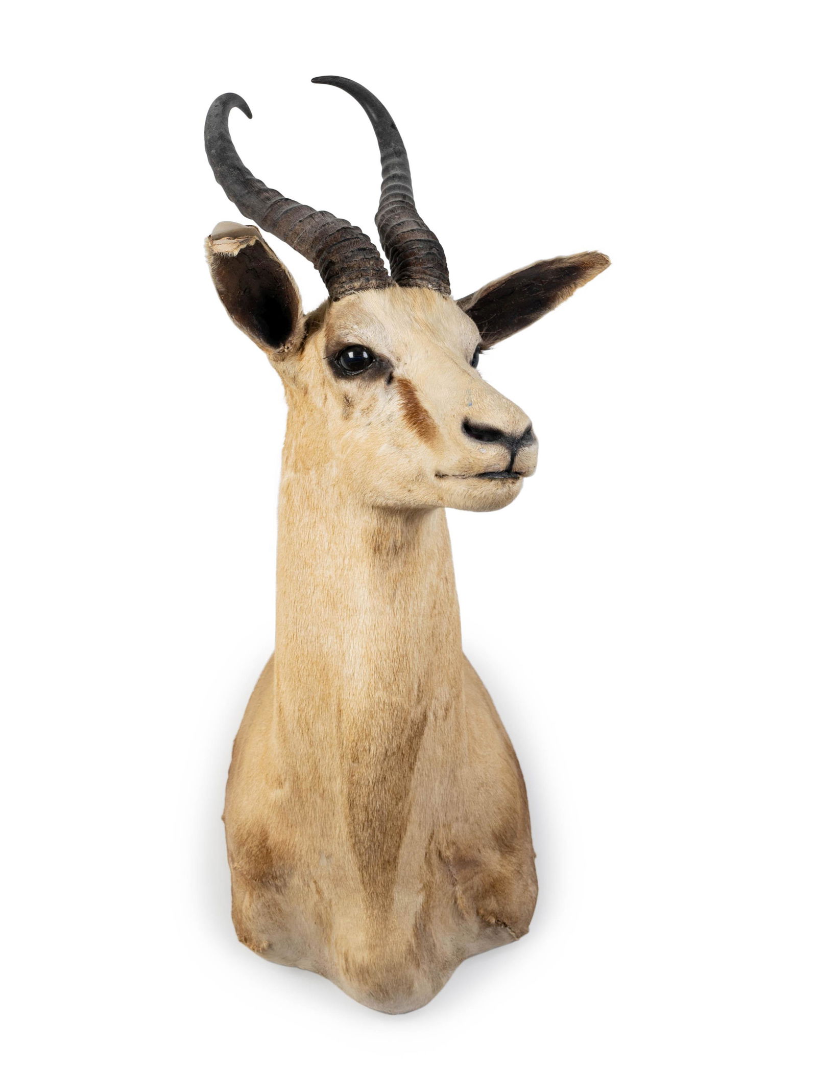 A Shoulder Mount Taxidermy Springbok (1 of 1)