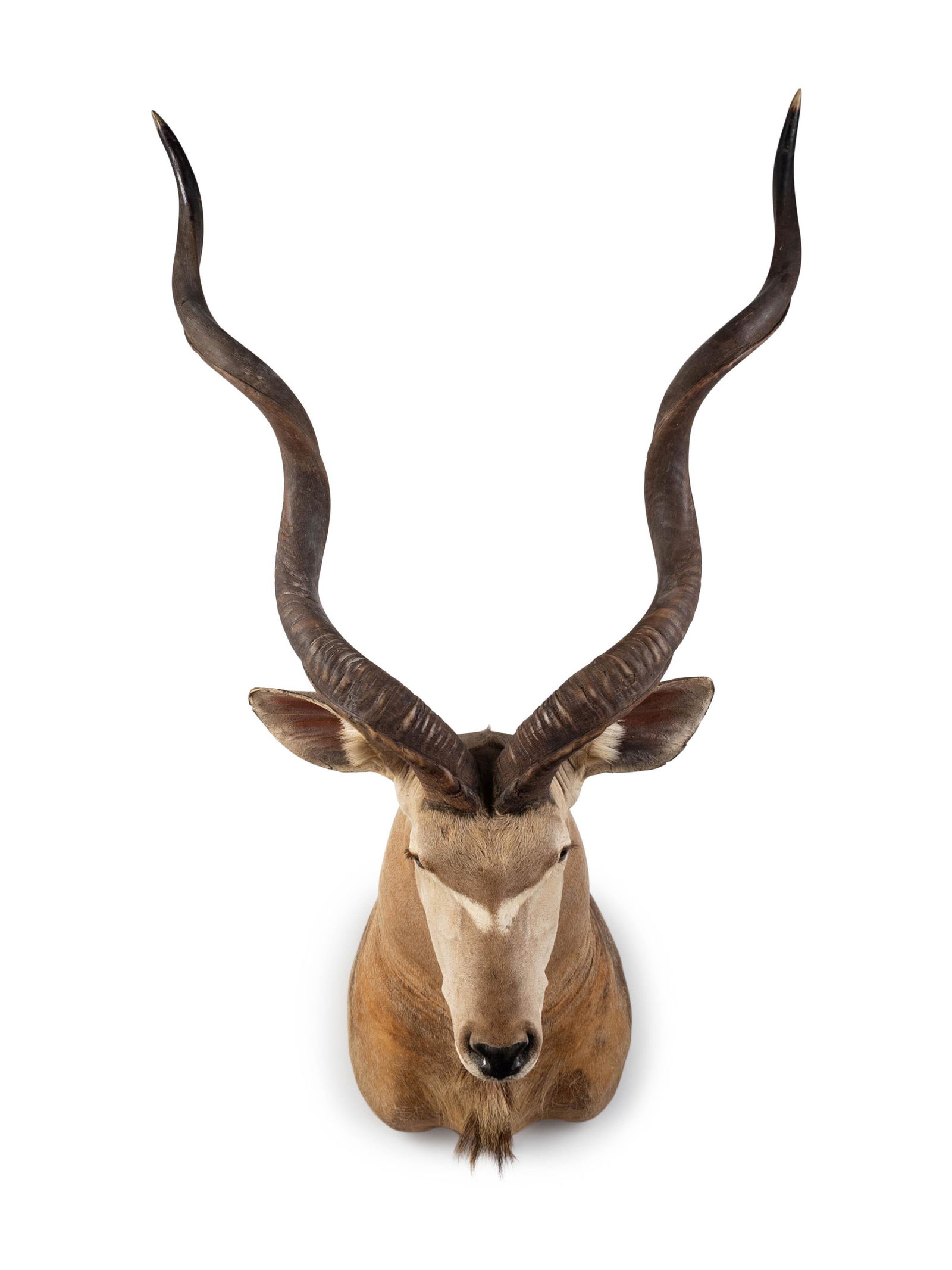 A Shoulder Mount Taxidermy Greater Kudu Height 57 (1 of 3)