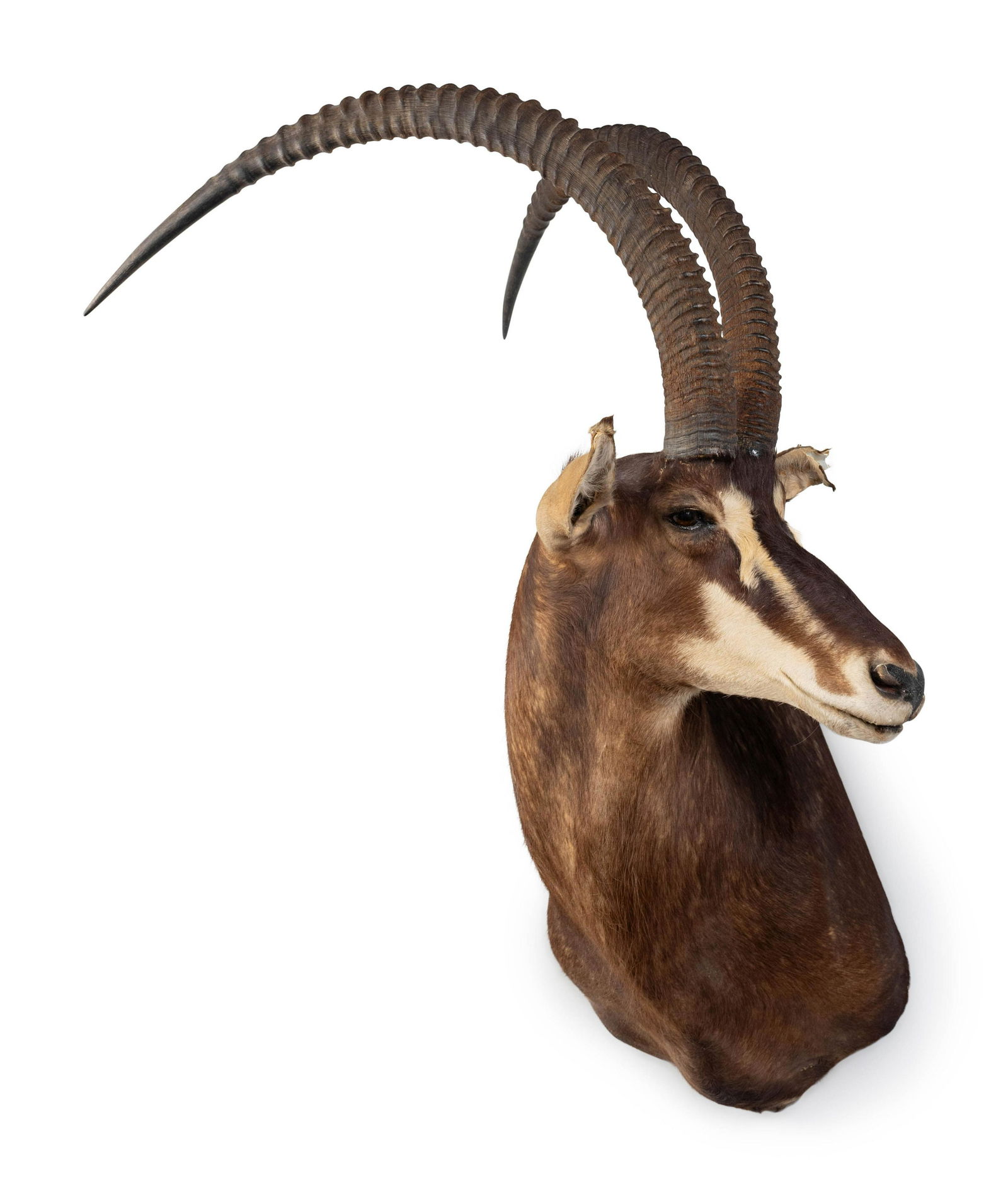A Shoulder Mount Taxidermy Sable (1 of 3)