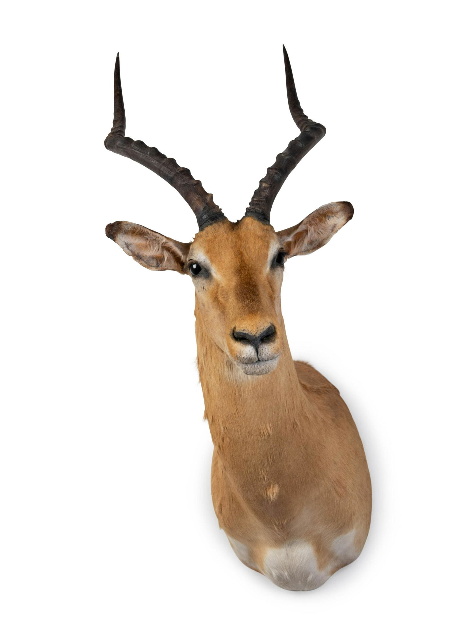 A Shoulder Mount Taxidermy Impala Height 37 inches. (1 of 3)