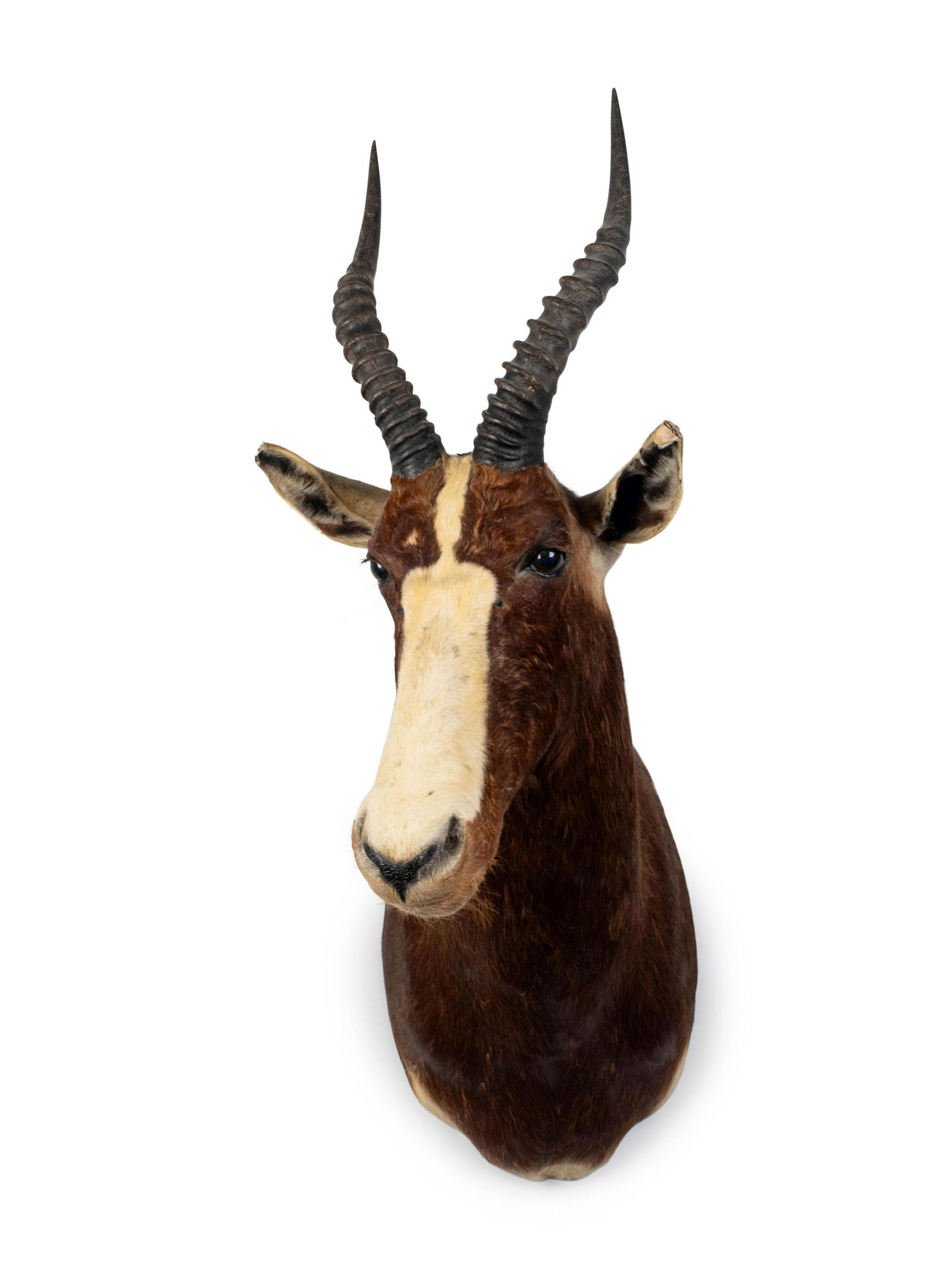 A Shoulder Mount Taxidermy Blesbok Height 37 (1 of 2)