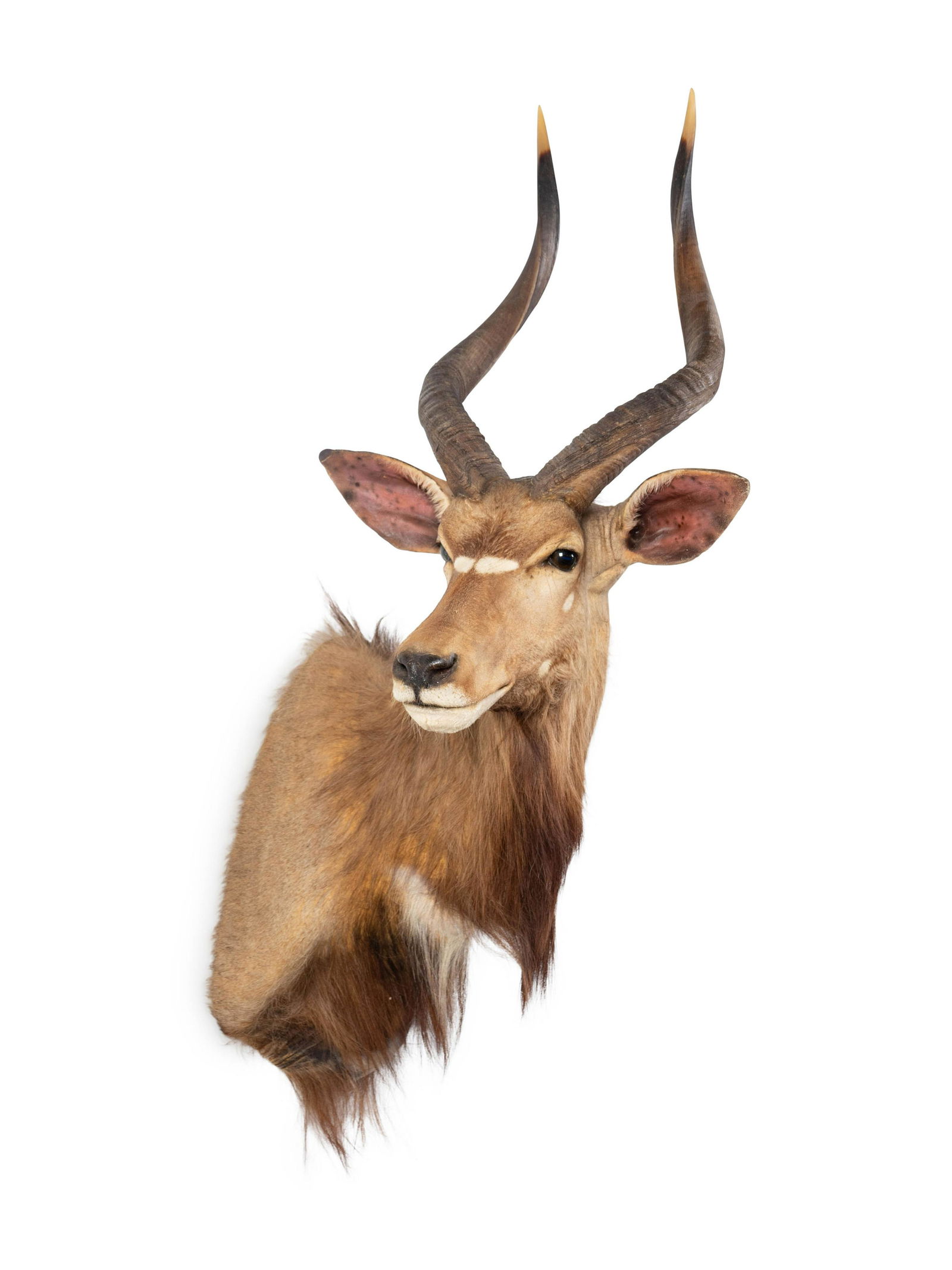 A Mounted Taxidermy Nyala Buck Height 48 inches. (1 of 2)