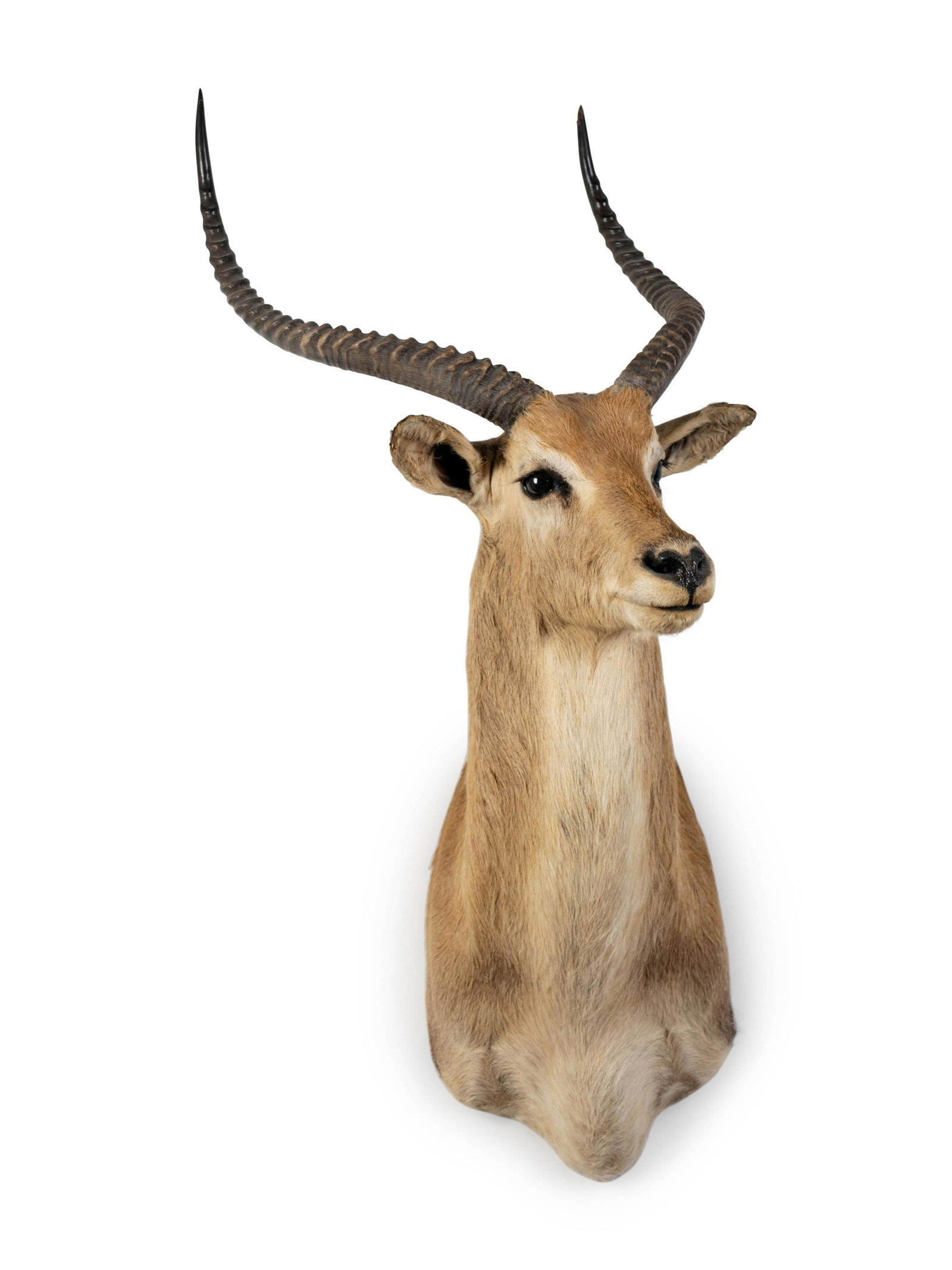A Shoulder Mount Taxidermy Lechwe Height 44: A Shoulder Mount Taxidermy Lechwe Height 44 inches.