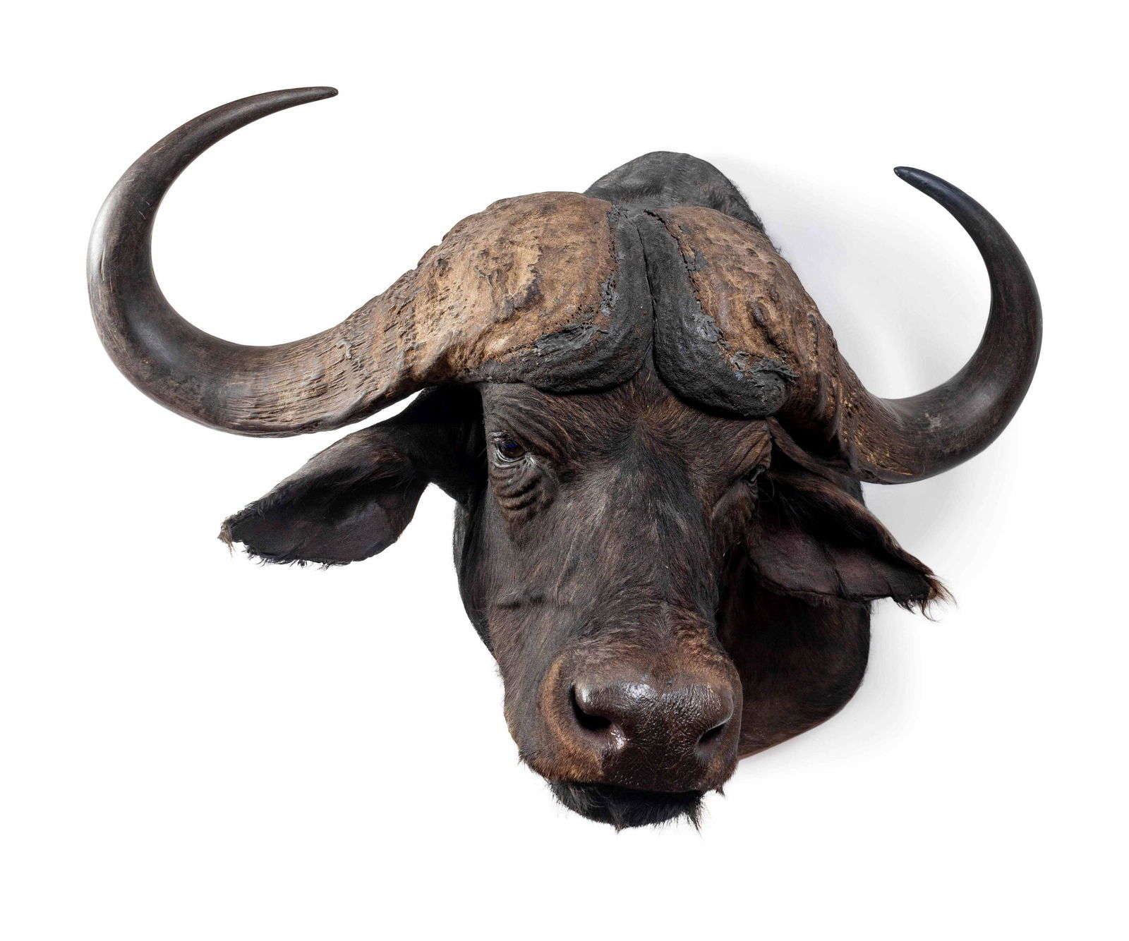 A Shoulder Mount Taxidermy Cape Buffalo Height (1 of 2)