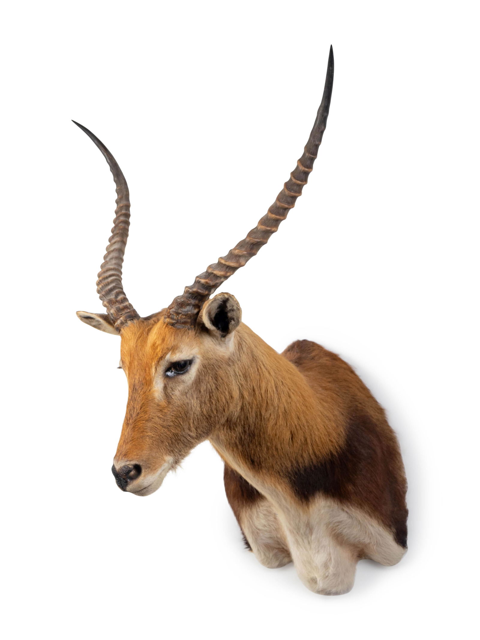 A Shoulder Mount Taxidermy Lechwe Height 38 inches. (1 of 2)