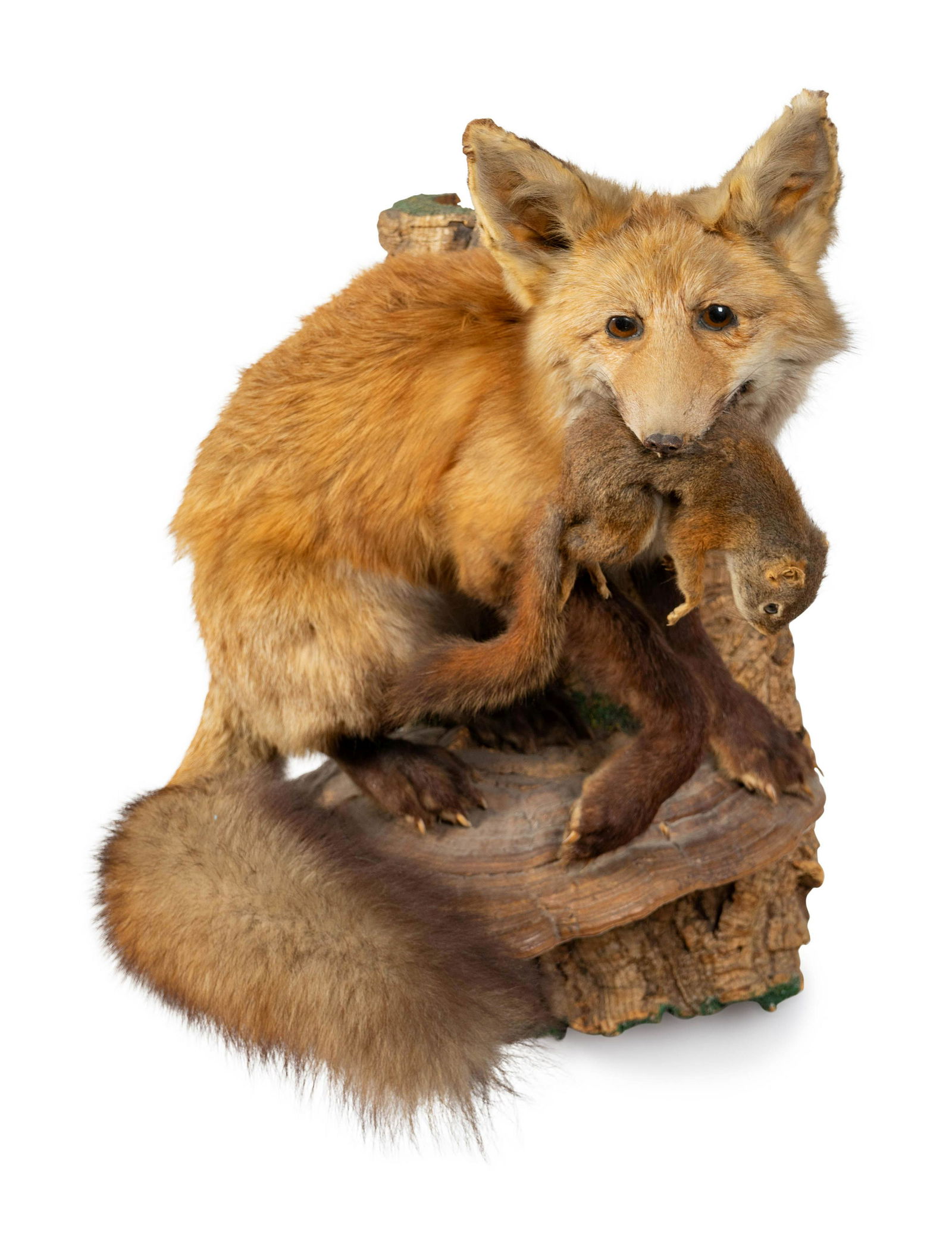 A Taxidermy Red Fox with Chipmunk Mounted on Log Height (1 of 2)