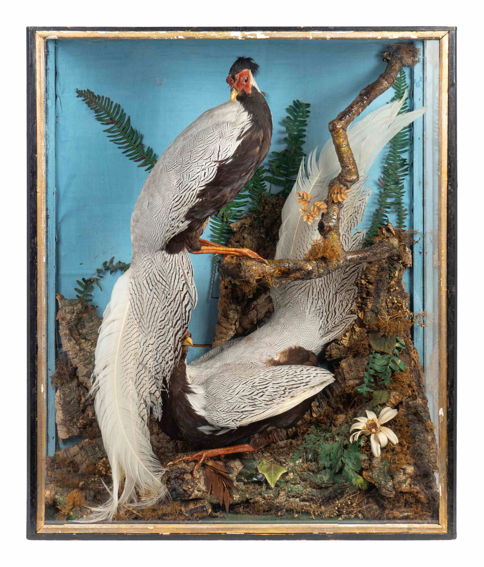 A Diorama of Two Silver Pheasants Height 30 3/4 x 25 (1 of 1)